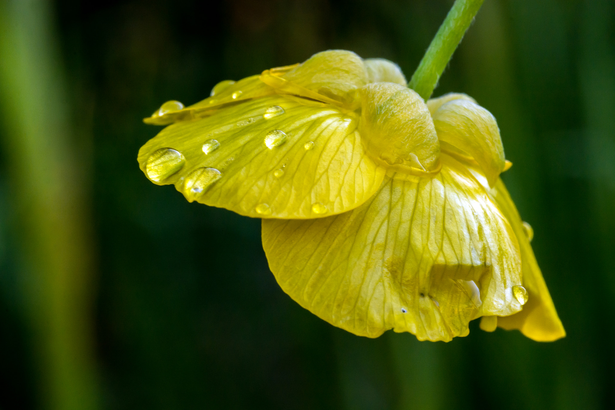 Nikon D7100 + AF Micro-Nikkor 60mm f/2.8 sample photo. Veins and rain. photography