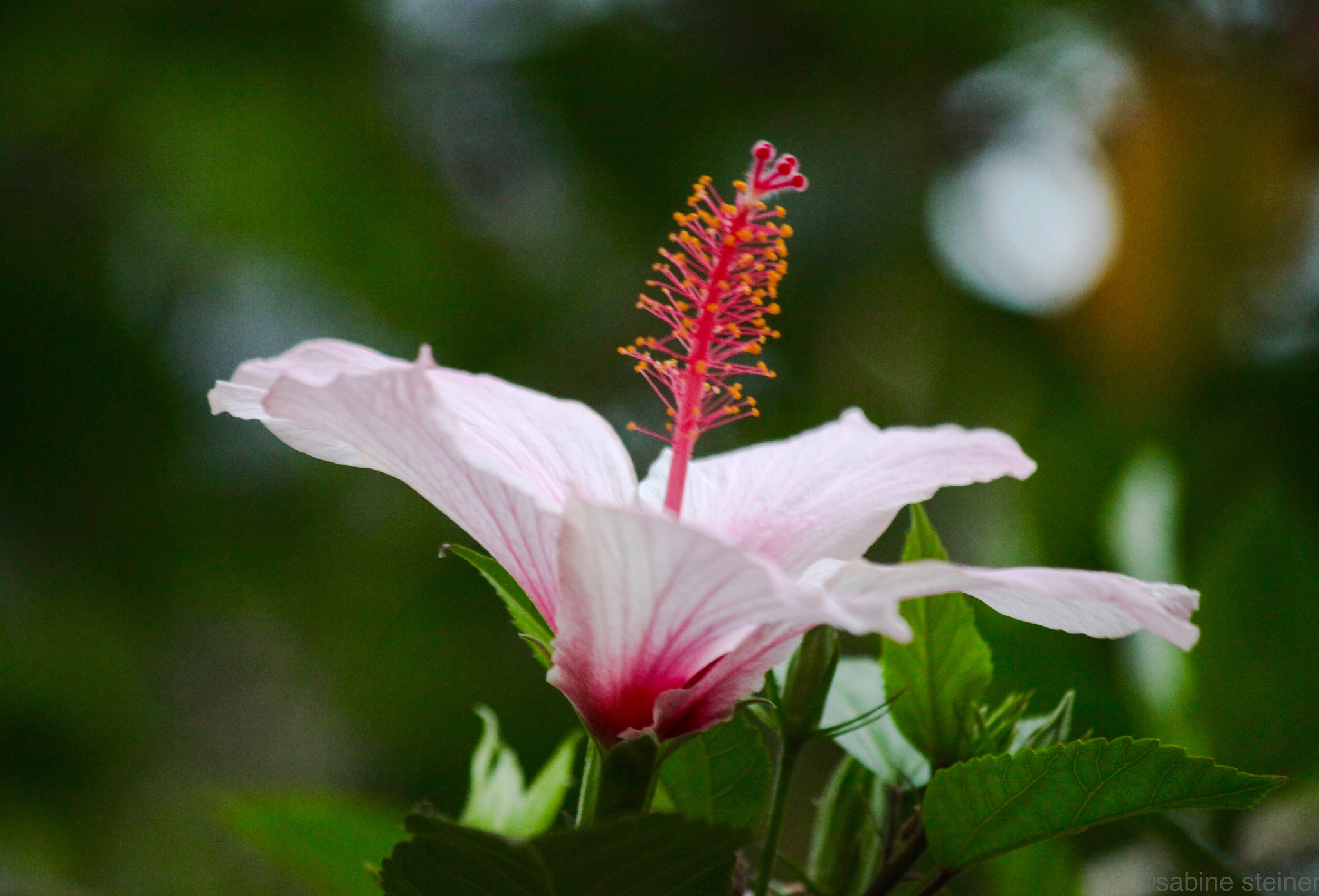 Canon EF 70-300mm F4-5.6 IS USM sample photo. Hibiscus rosa photography