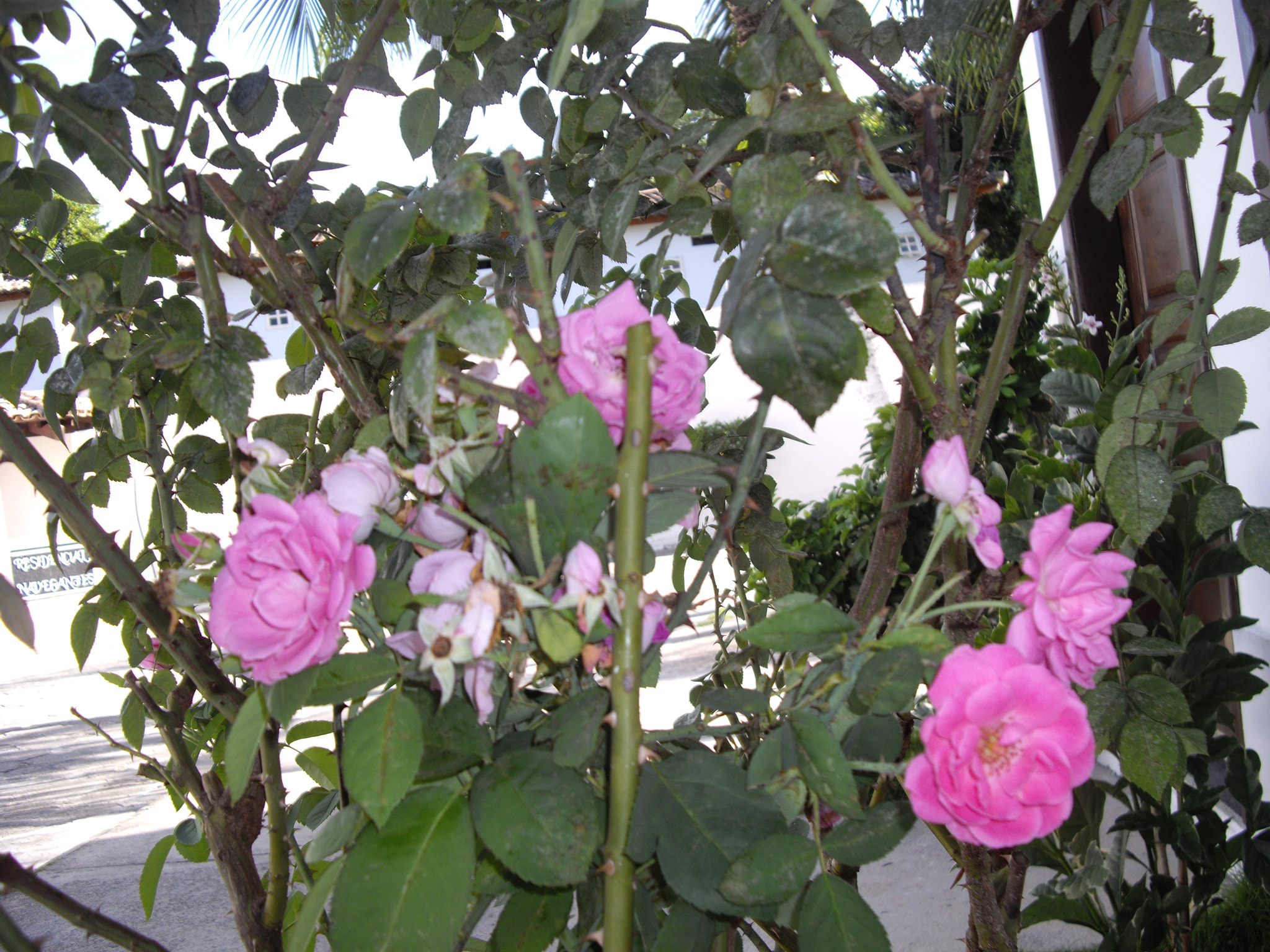 Pentax OPTIO A40 sample photo. Garden photography