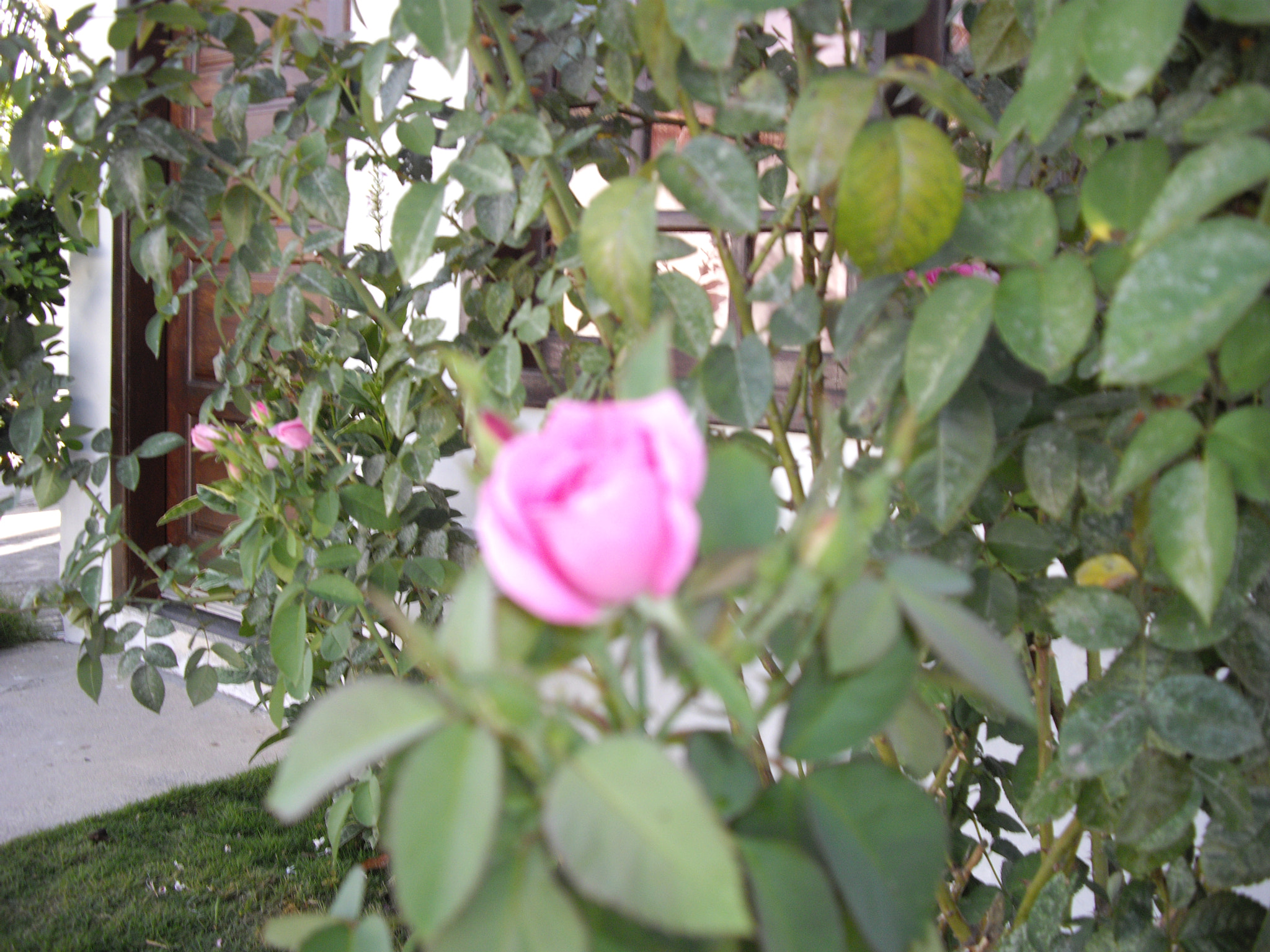 Pentax OPTIO A40 sample photo. Garden photography