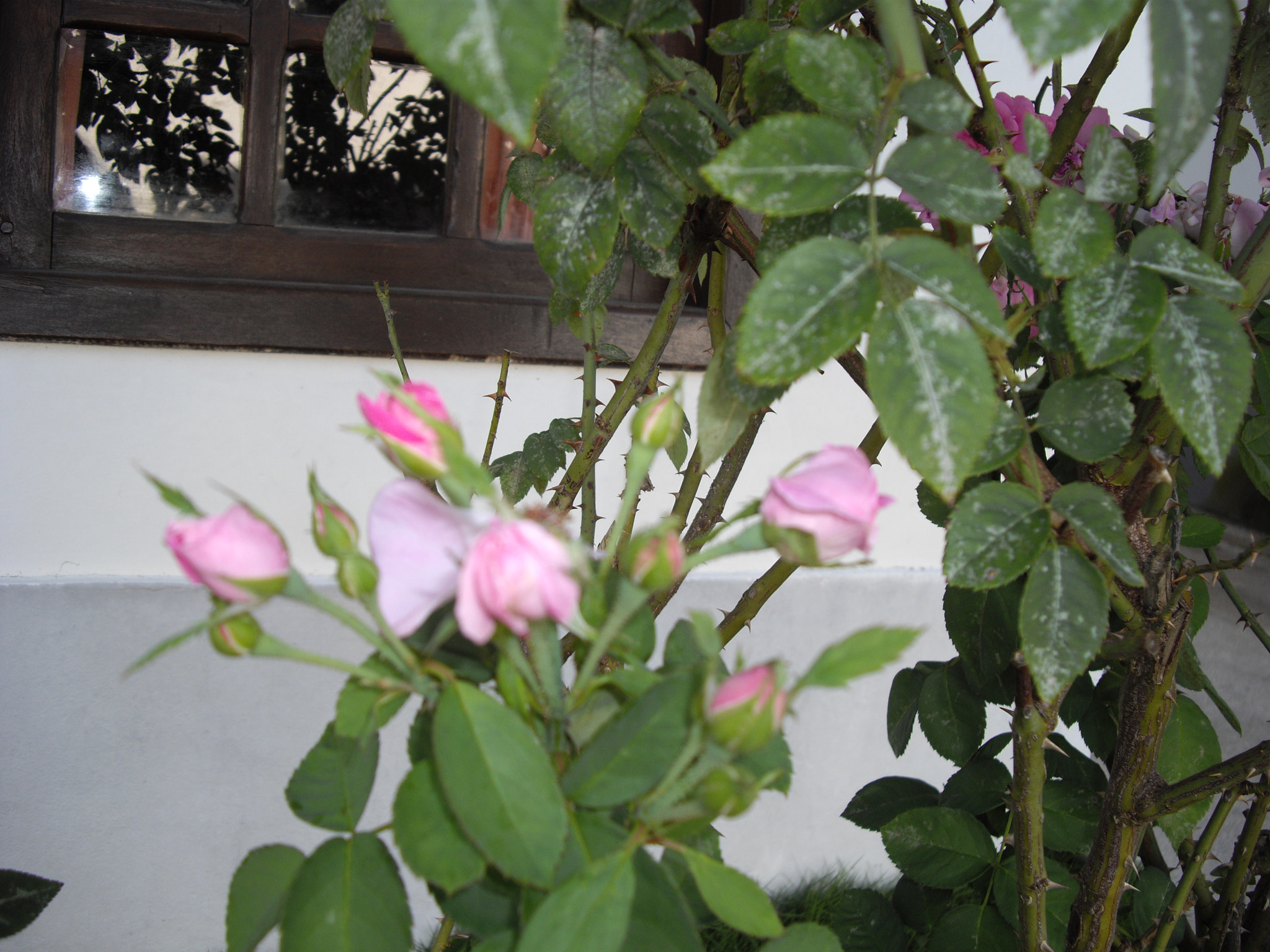 Pentax OPTIO A40 sample photo. Garden photography