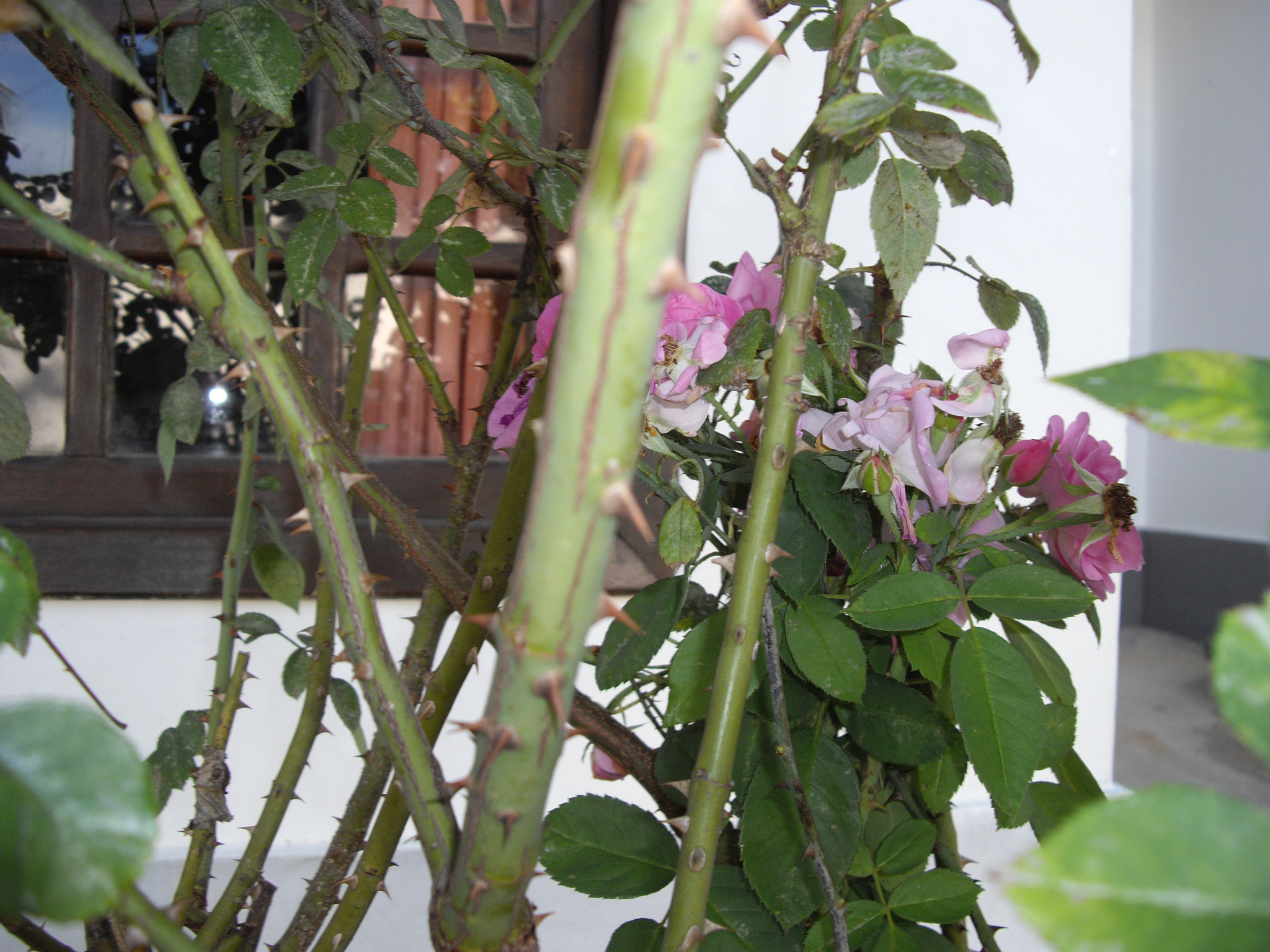 Pentax OPTIO A40 sample photo. Garden photography