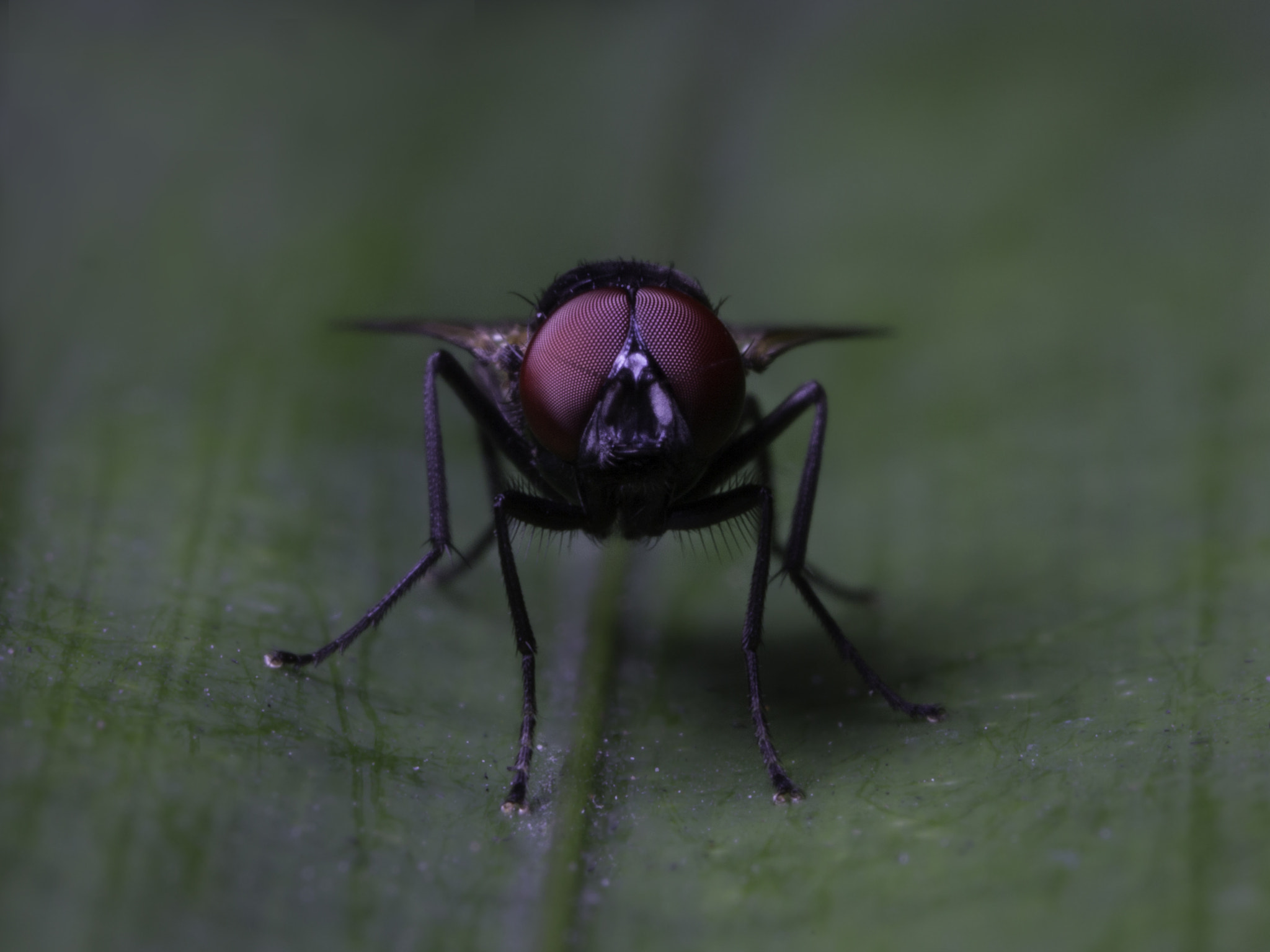 Canon MP-E 65mm F2.5 1-5x Macro Photo sample photo. Fly photography