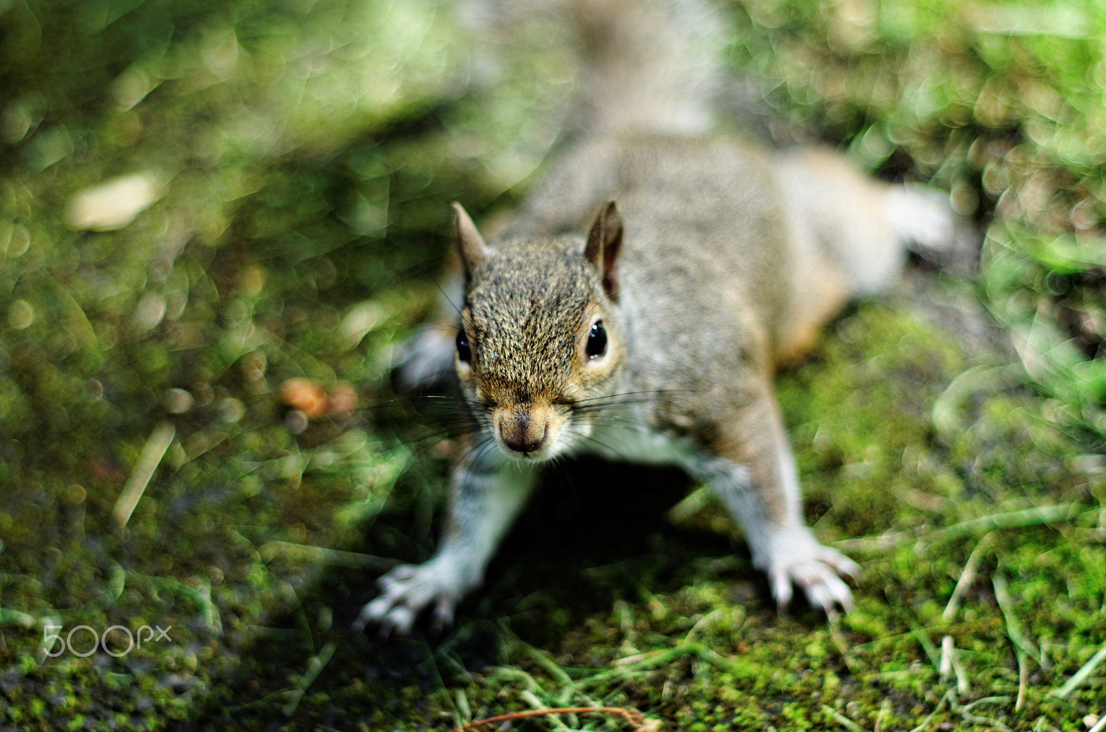 Pentax K-50 + smc PENTAX-F 50mm F1.7 sample photo. Brave little squirrel photography