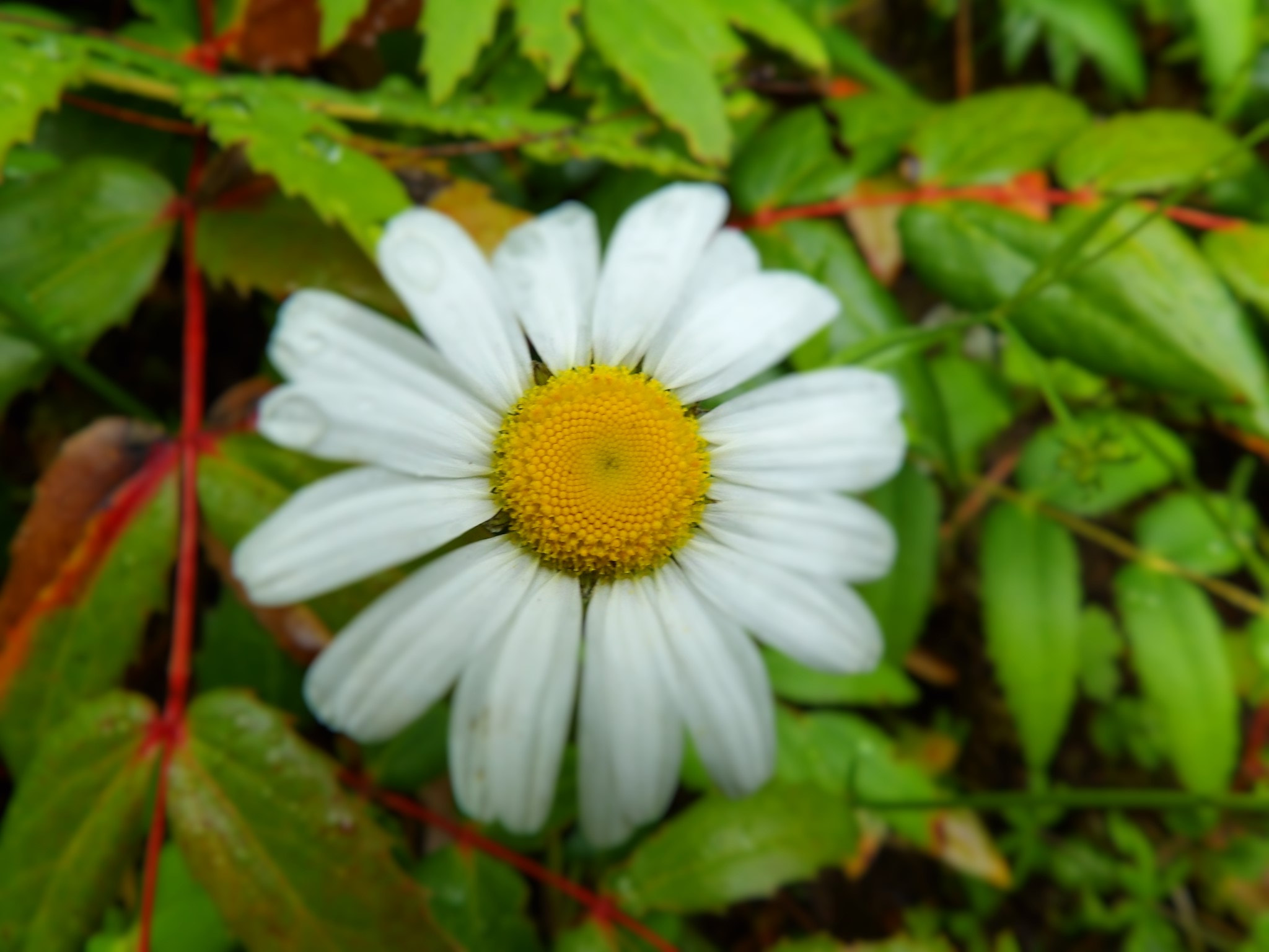 Kodak PIXPRO AZ521 sample photo. Focus photography