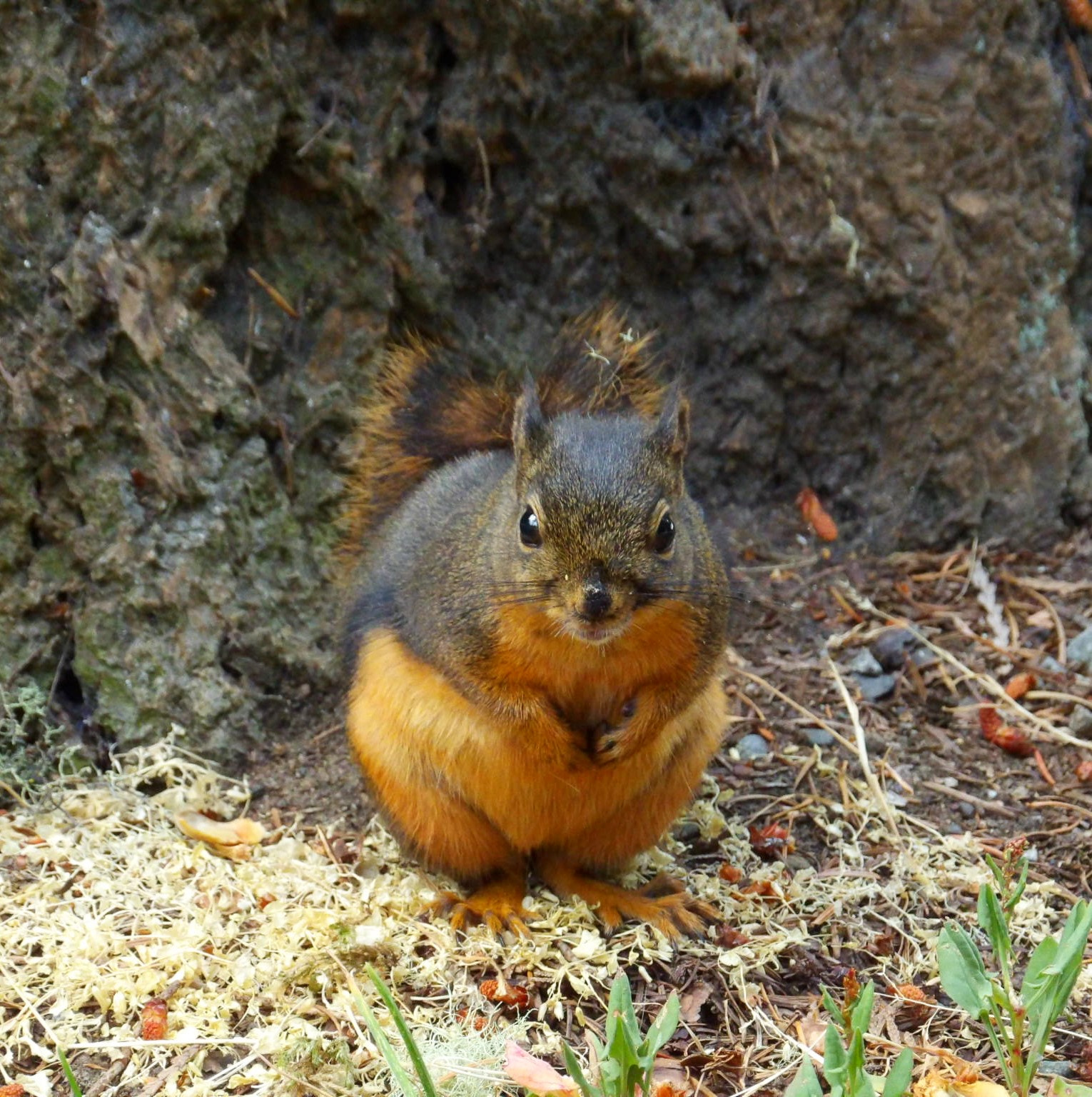 Kodak PIXPRO AZ521 sample photo. Squirrel photography
