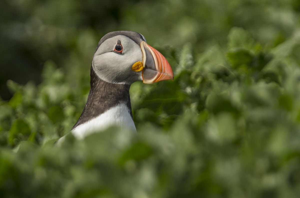 Canon EF 300mm F2.8L IS USM sample photo. Puffin at burrow photography