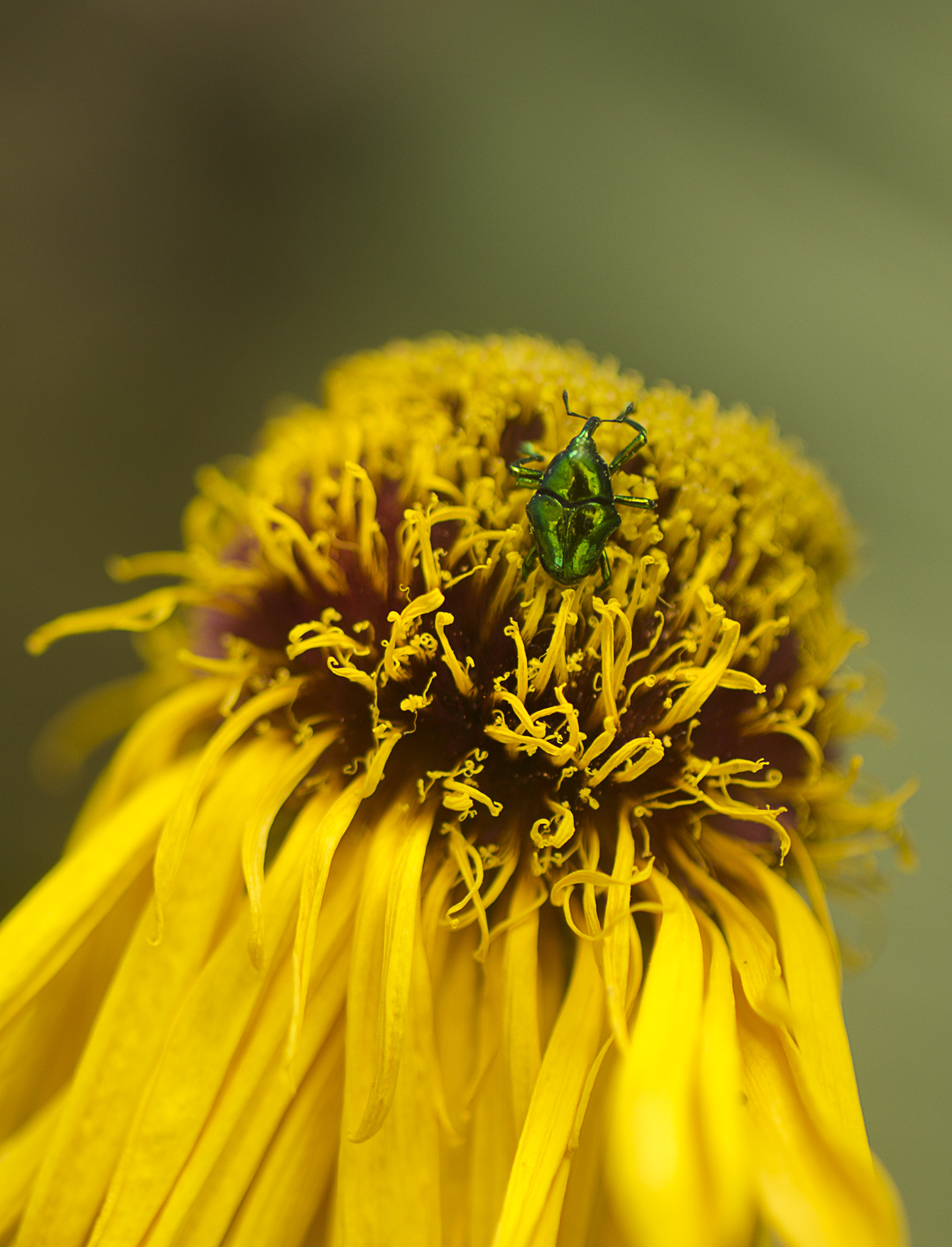 Canon EF 50mm F2.5 Macro sample photo. The bug photography