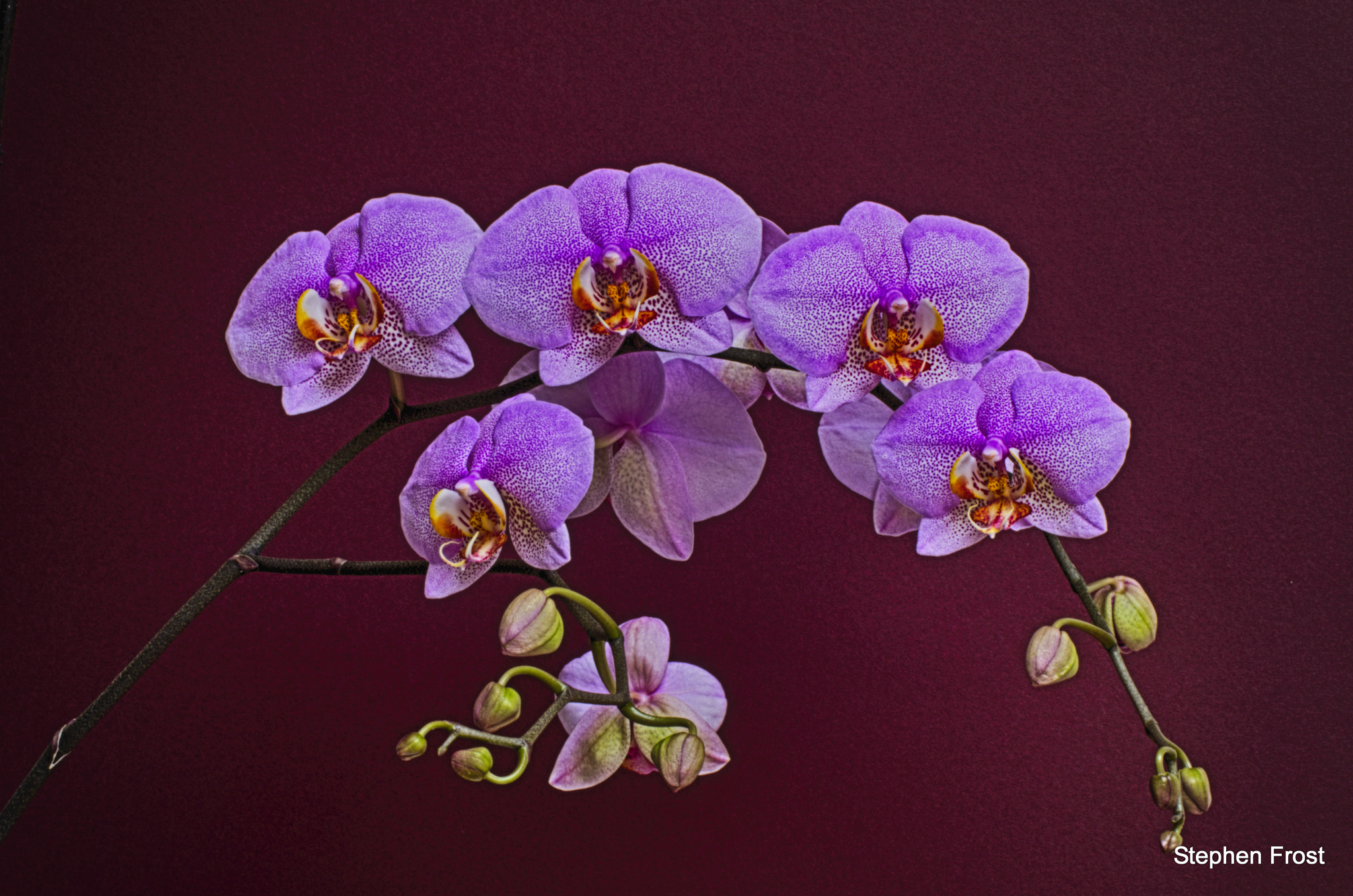 Olympus PEN E-PL5 + Olympus M.Zuiko Digital ED 60mm F2.8 Macro sample photo. Orchids at their best. the challenge was to try and get them all in focus . photography