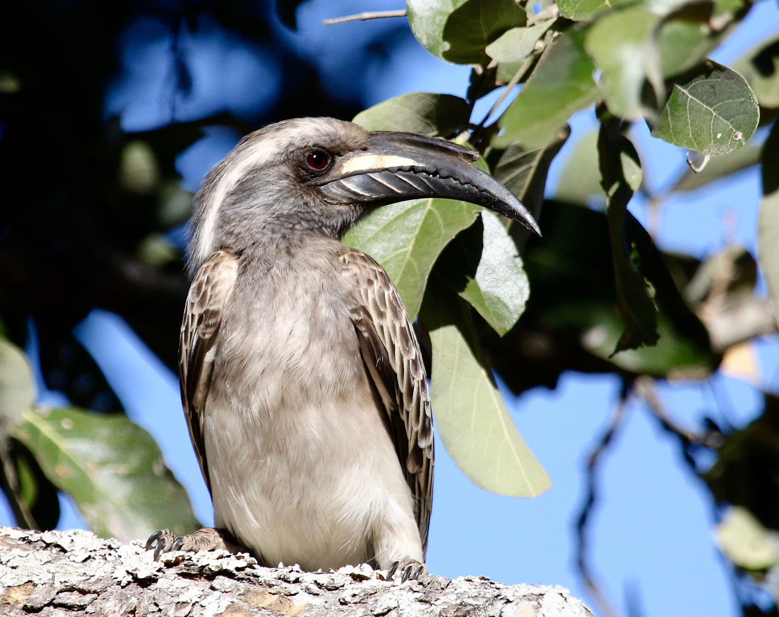 Canon EF 100-400mm F4.5-5.6L IS USM sample photo. African grey hornbill photography
