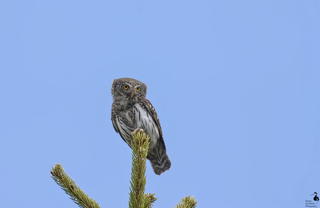 Canon EOS 450D (EOS Rebel XSi / EOS Kiss X2) + Canon EF 400mm F5.6L USM sample photo. Pygmy owl photography