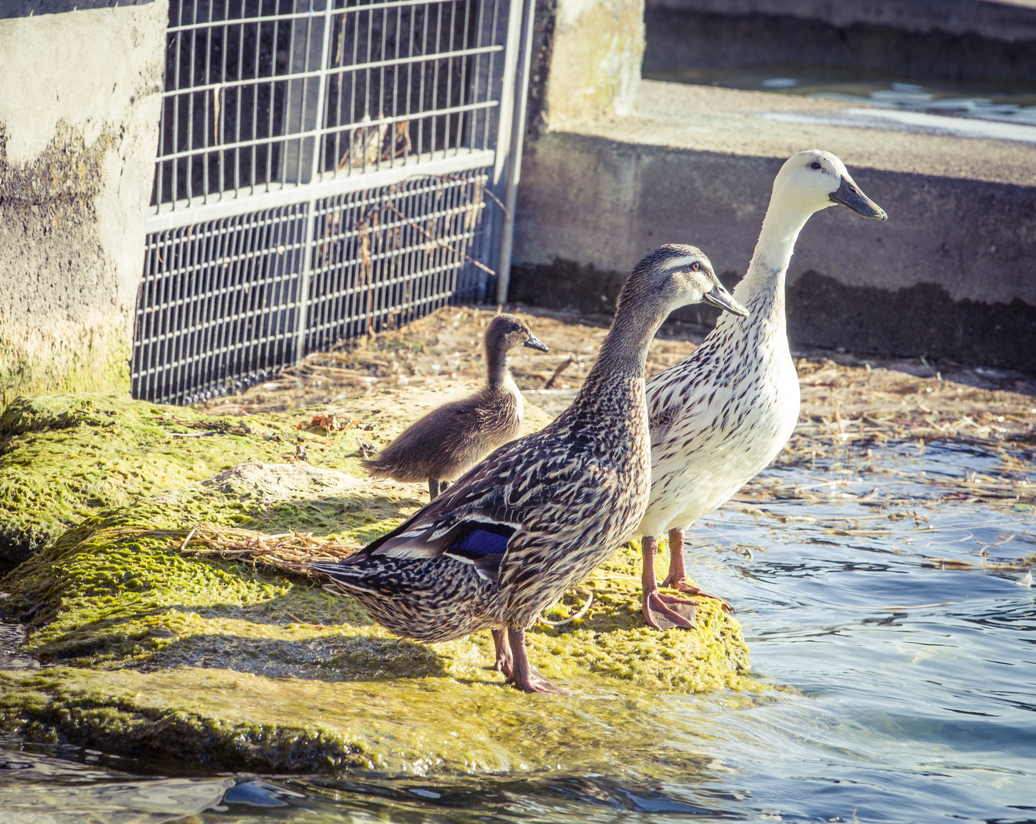 Canon EF 70-200mm F2.8L IS II USM sample photo