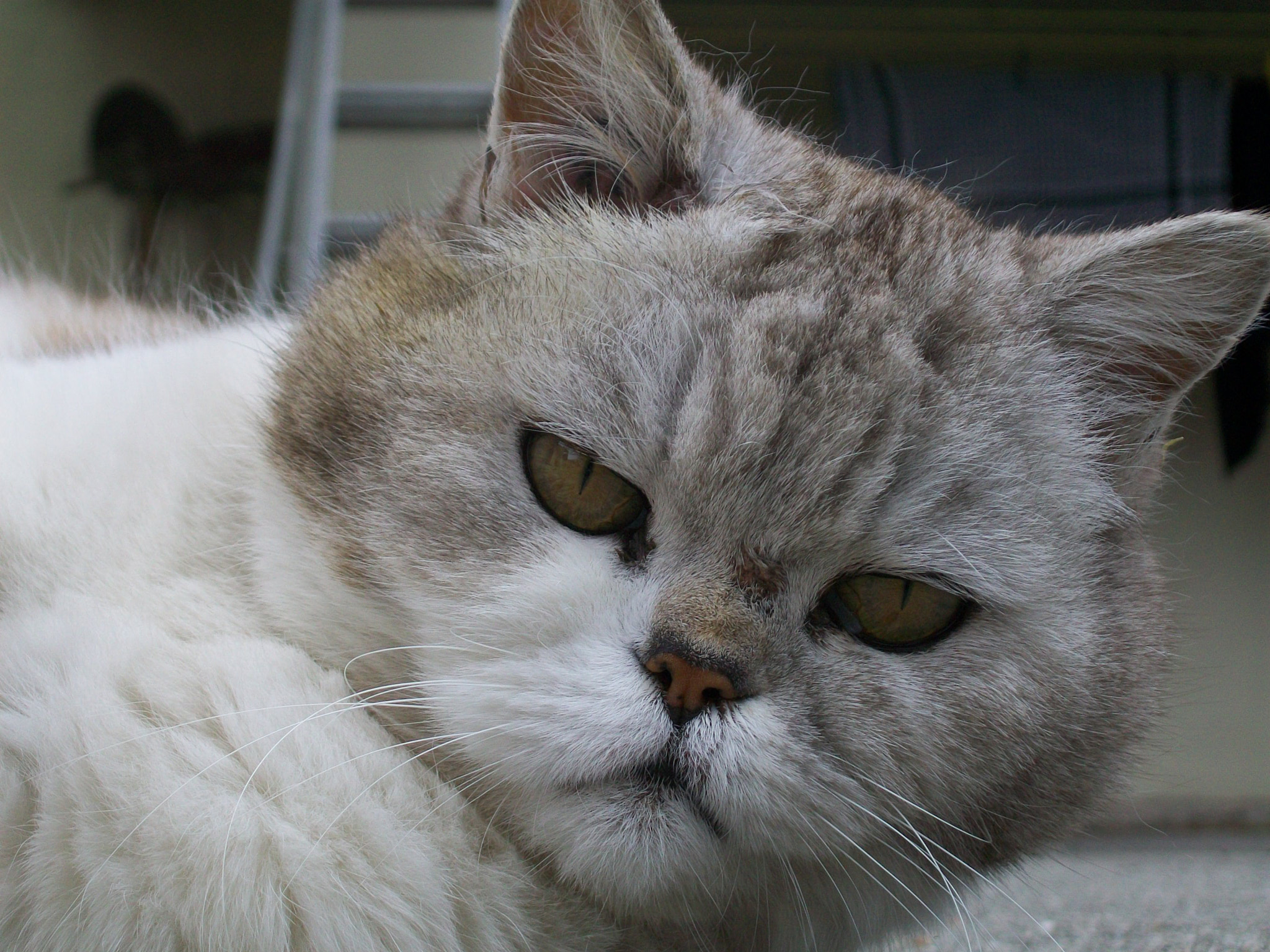 Kodak EasyShare C913 sample photo