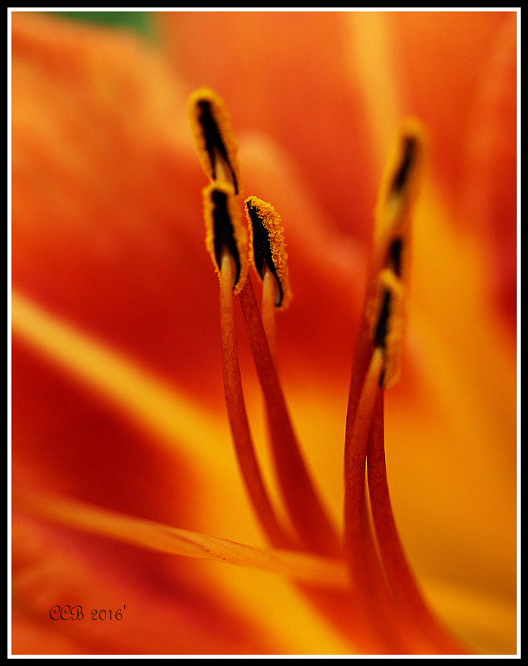 Canon EOS 700D (EOS Rebel T5i / EOS Kiss X7i) + Canon EF-S 60mm F2.8 Macro USM sample photo. ~day lily~ photography