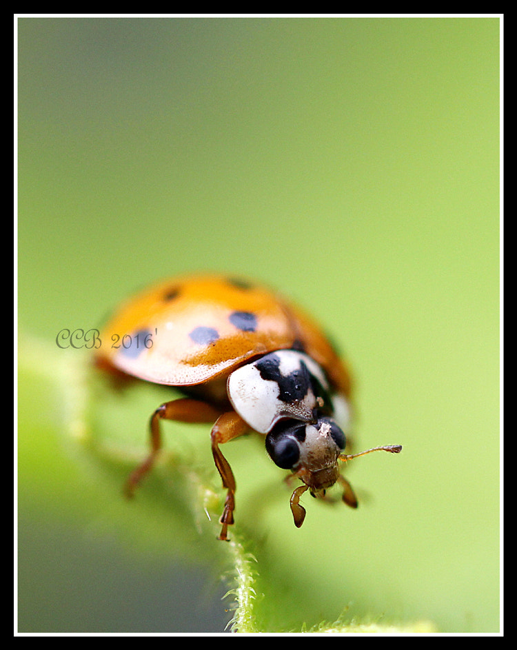 Canon EF-S 60mm F2.8 Macro USM sample photo. ~lady bird~ photography