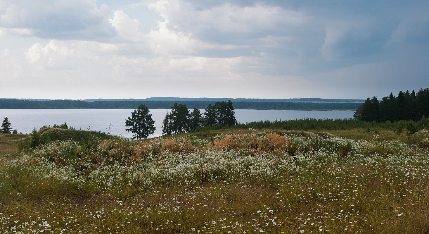 Nikon D60 sample photo. Chamomile photography