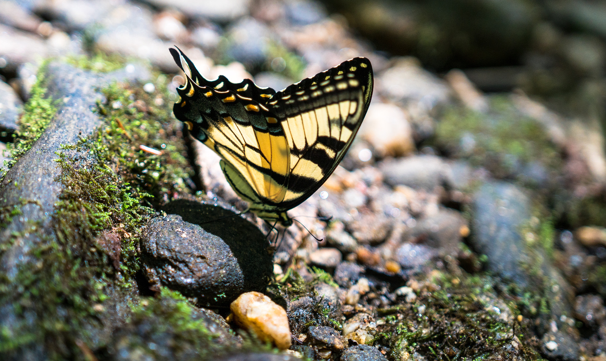 Sony a6300 + 18-35mm F1.8 DC HSM | Art 013 sample photo. Yellow beauty photography