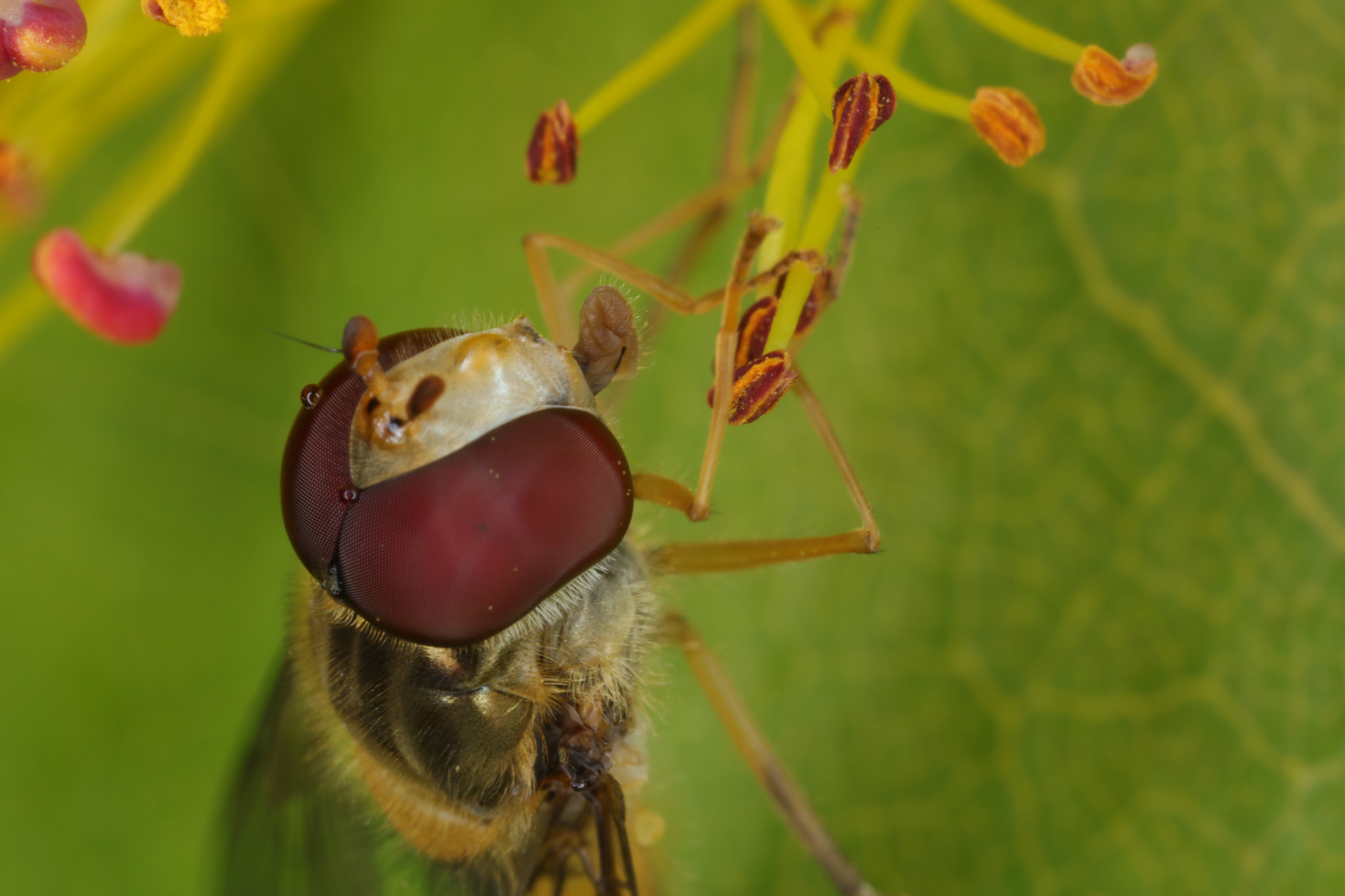 Canon MP-E 65mm F2.5 1-5x Macro Photo sample photo. Macro shoot on small wasp just up to a green leaf photography