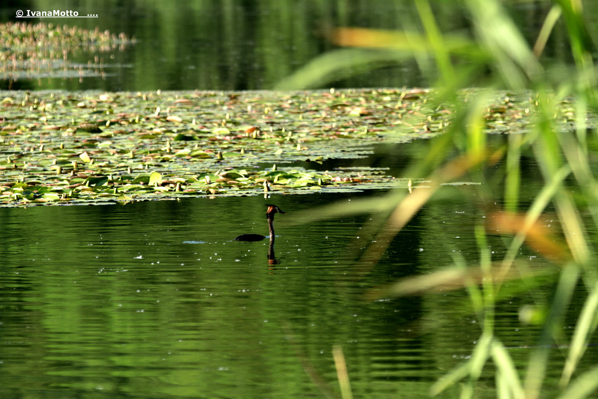 Canon EF 100-400mm F4.5-5.6L IS USM sample photo. Guardando la natura photography