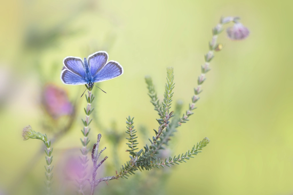 Plebejus argus by Teuni Stevense on 500px.com