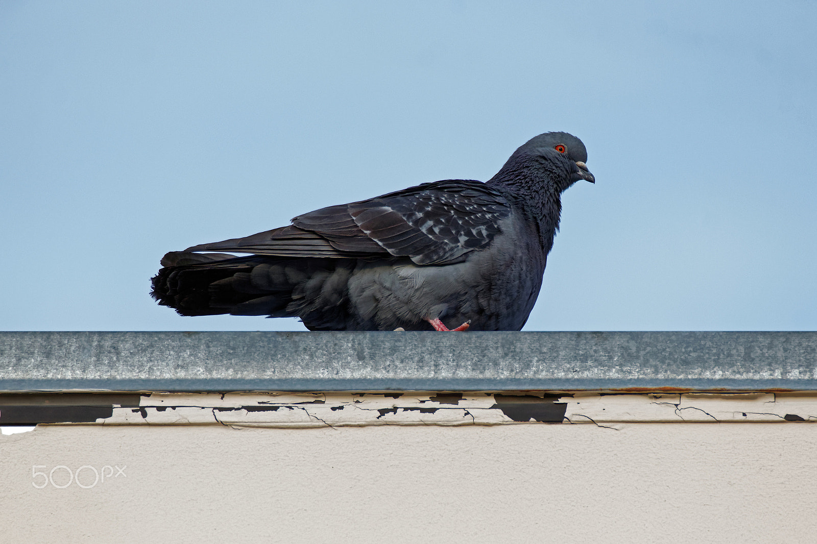 Canon EOS 600D (Rebel EOS T3i / EOS Kiss X5) + Tamron SP 150-600mm F5-6.3 Di VC USD sample photo. Pigeon on the roof photography