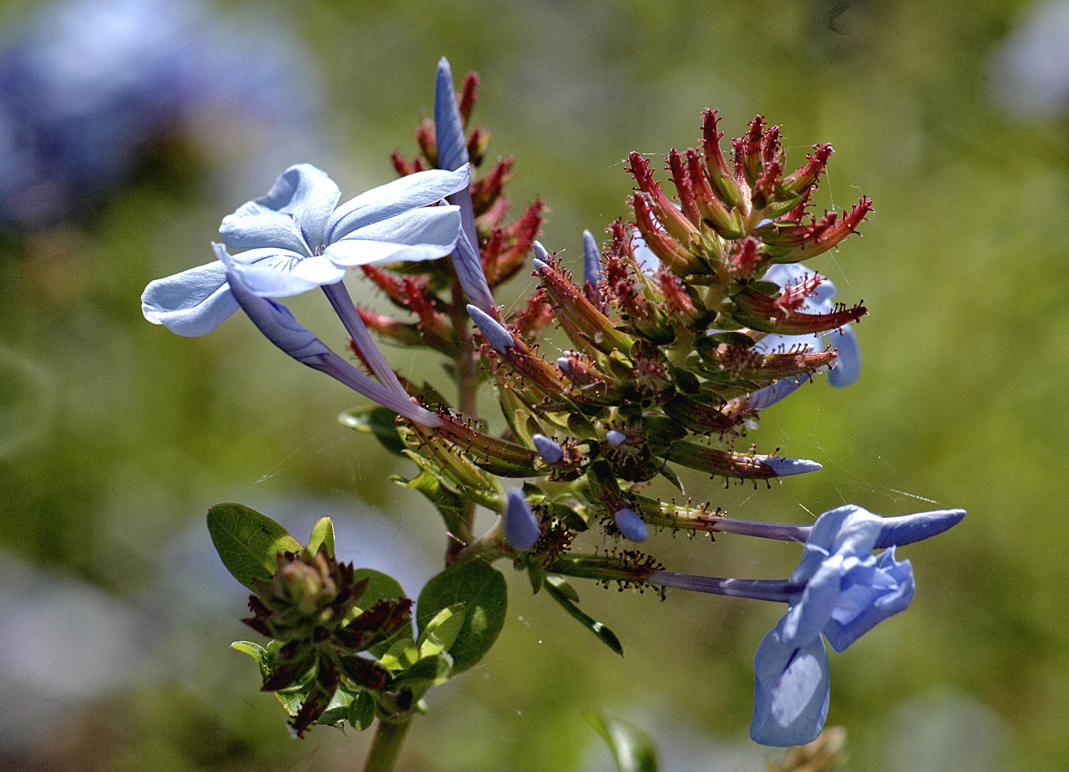 Sigma Macro 90mm F2.8 sample photo. A photography