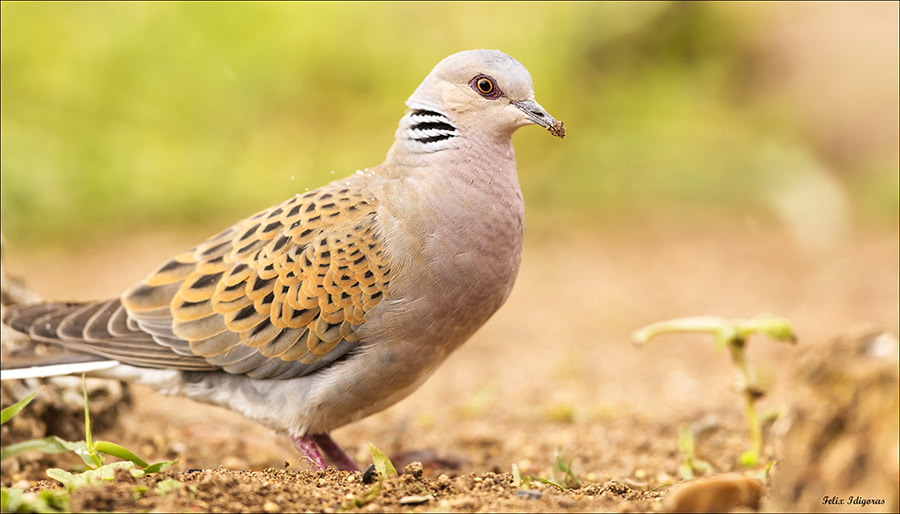 Canon EF 300mm F2.8L IS II USM sample photo. Tortola europea photography