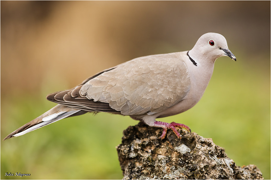 Canon EOS 5DS R + Canon EF 300mm F2.8L IS II USM sample photo. Tortola turca photography