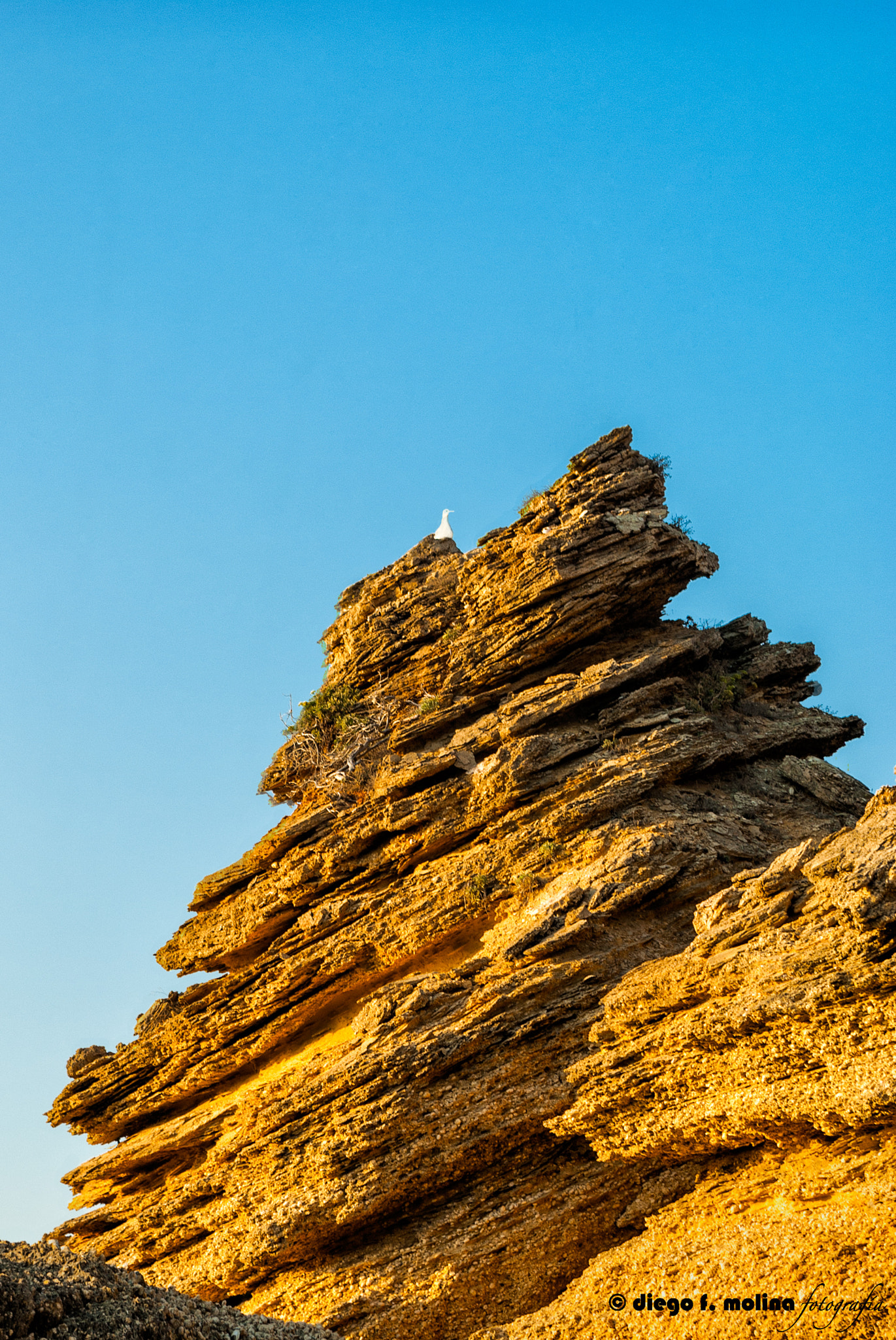 Pentax K200D sample photo. Nido de gaviotas photography