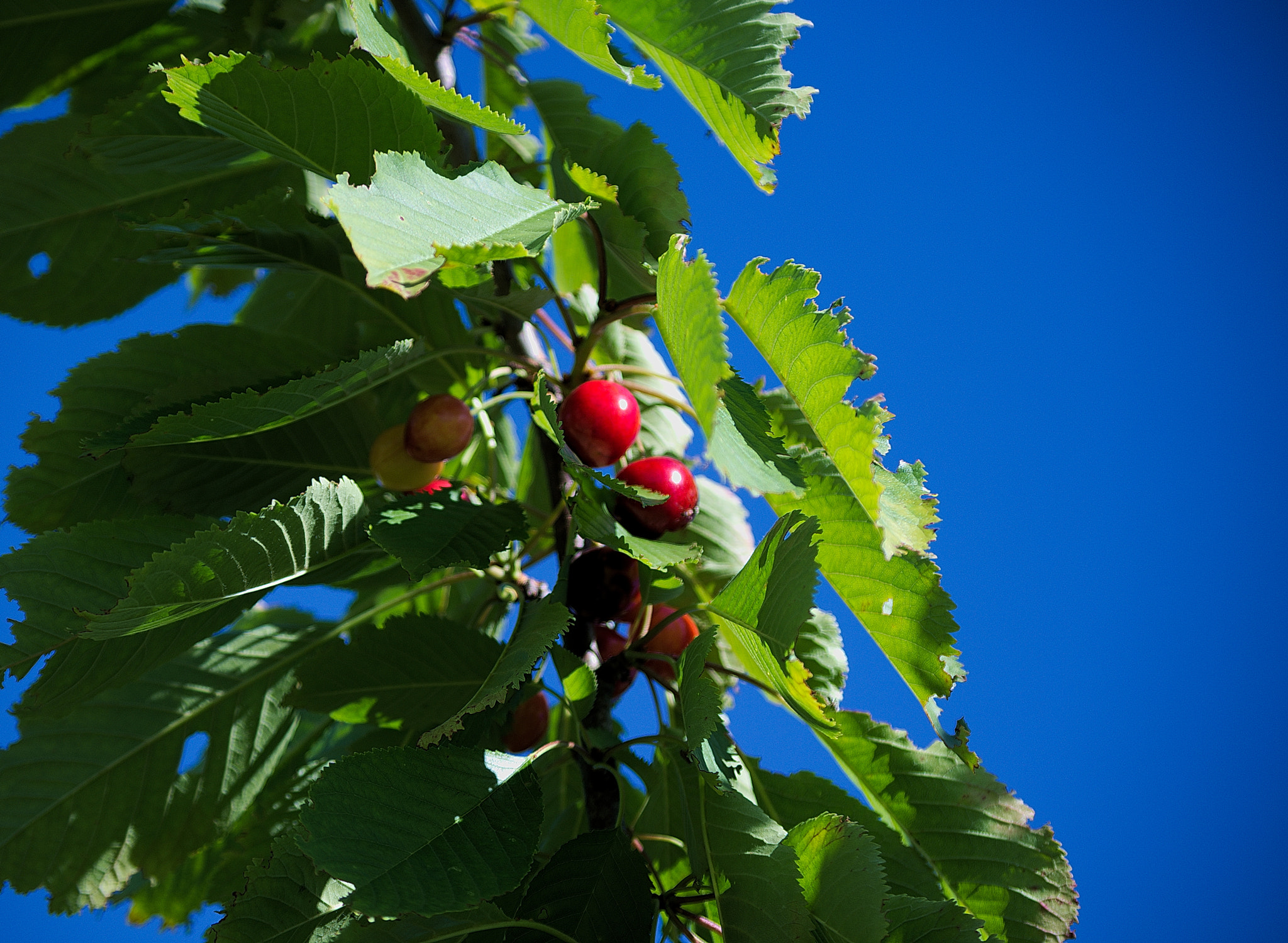 Samsung/Schneider D-XENON 50-200mm F4-5.6 sample photo. Cherry photography