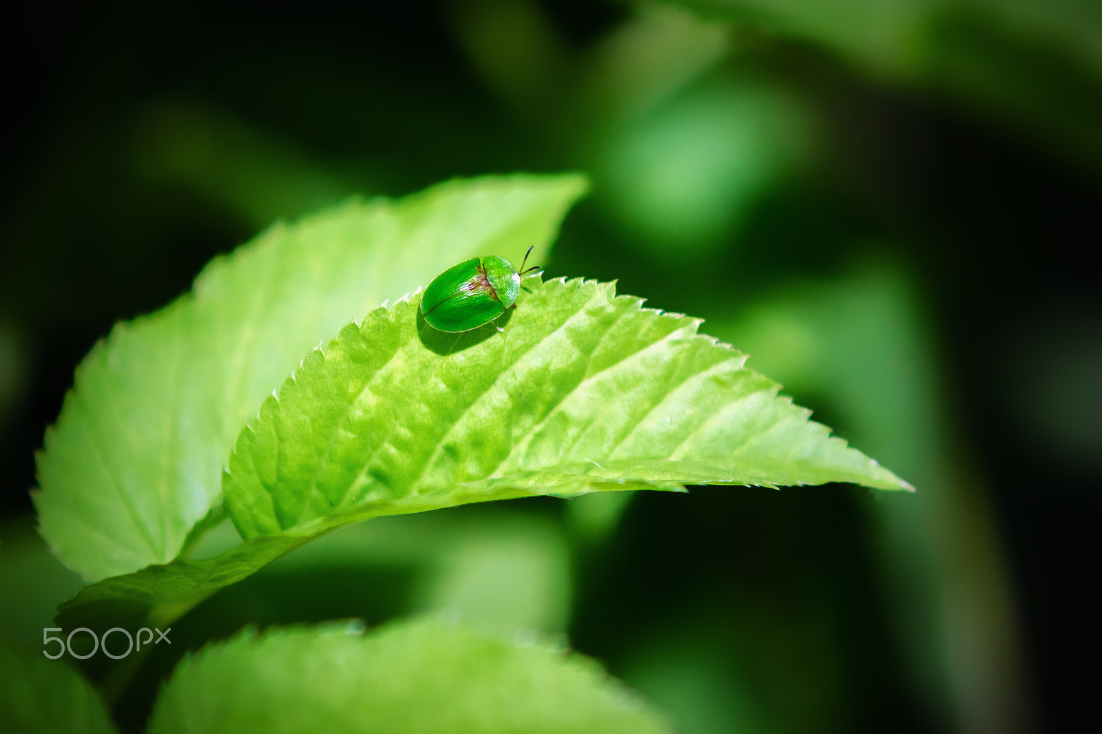 Canon EF 100mm F2.0 USM sample photo. Small green beetle on a leaf photography