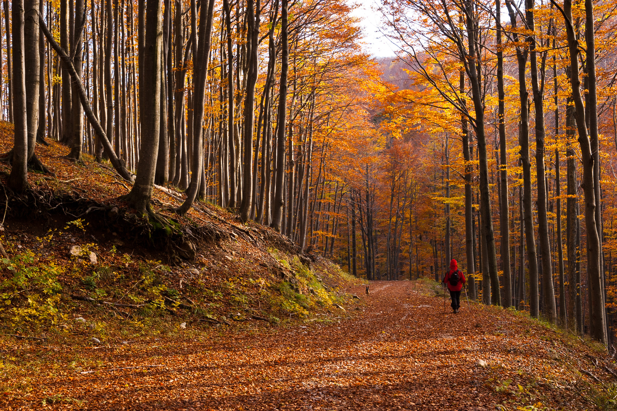 Tamron 35-90mm F4 AF sample photo. Walking on forest road in risnjak national park photography