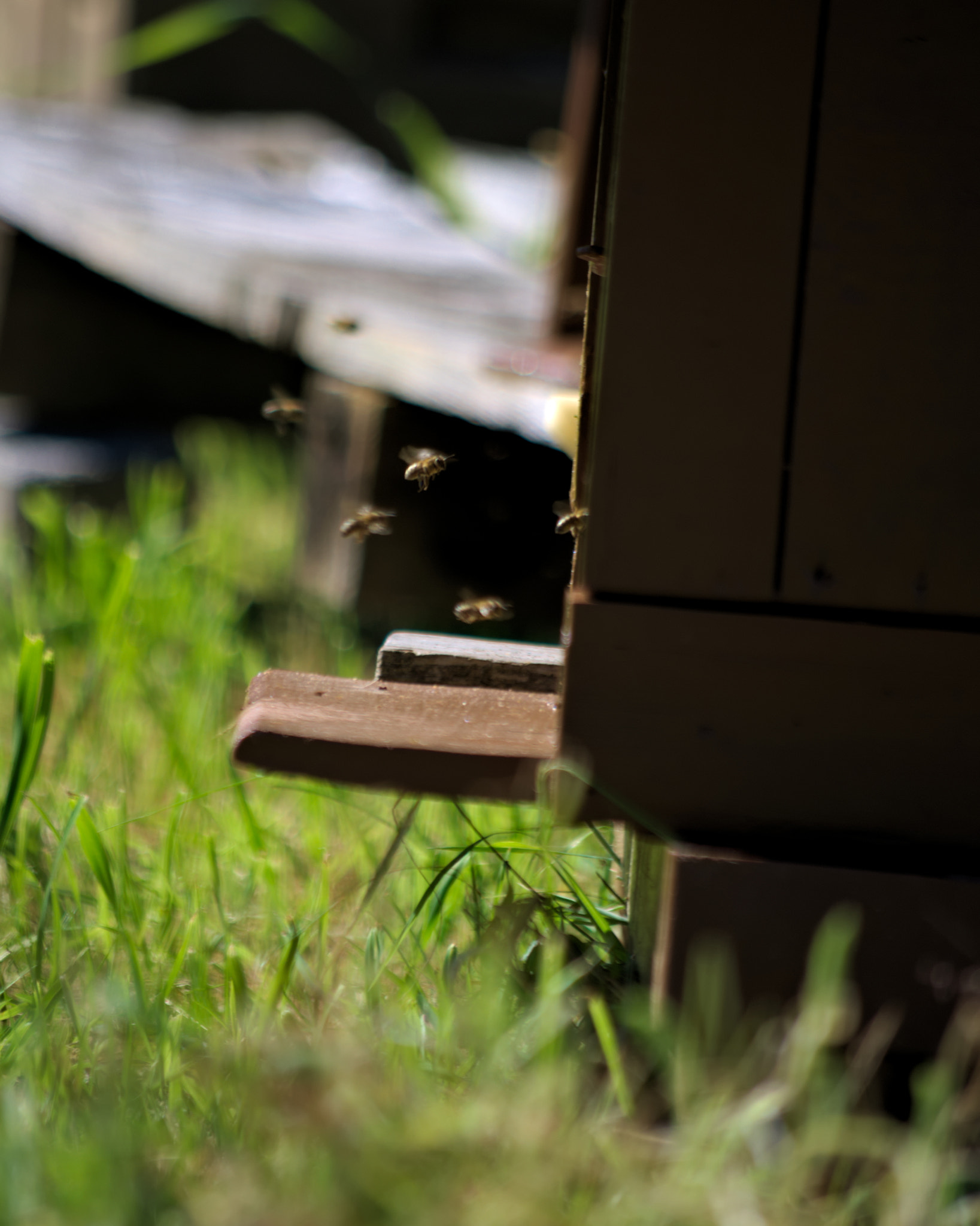 Samsung/Schneider D-XENON 50-200mm F4-5.6 sample photo. Bees photography