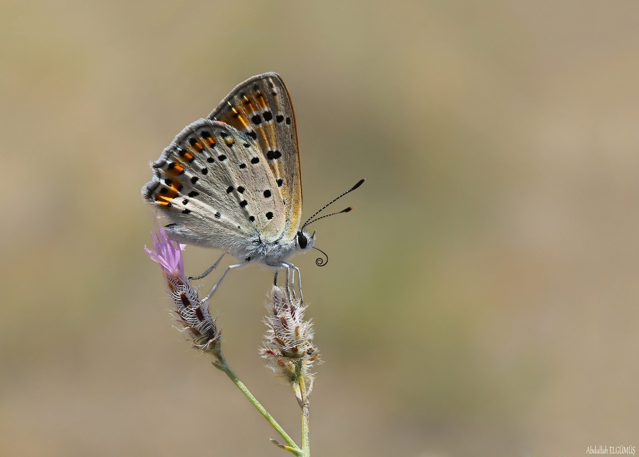Canon EF 100mm F2.8 Macro USM sample photo. Küçük ateş / lycaena thersamon photography