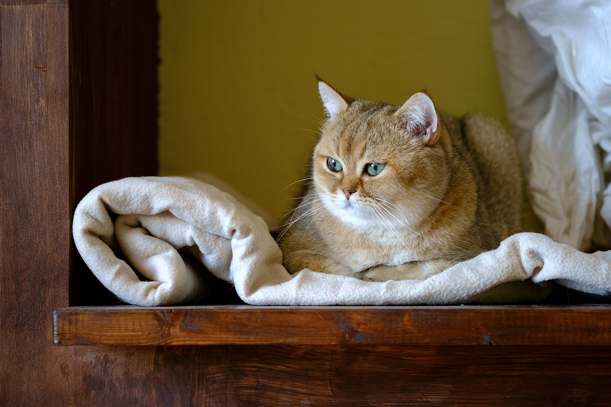 Fujifilm X-Pro1 + Fujifilm XF 60mm F2.4 R Macro sample photo. Pepper the cat photography