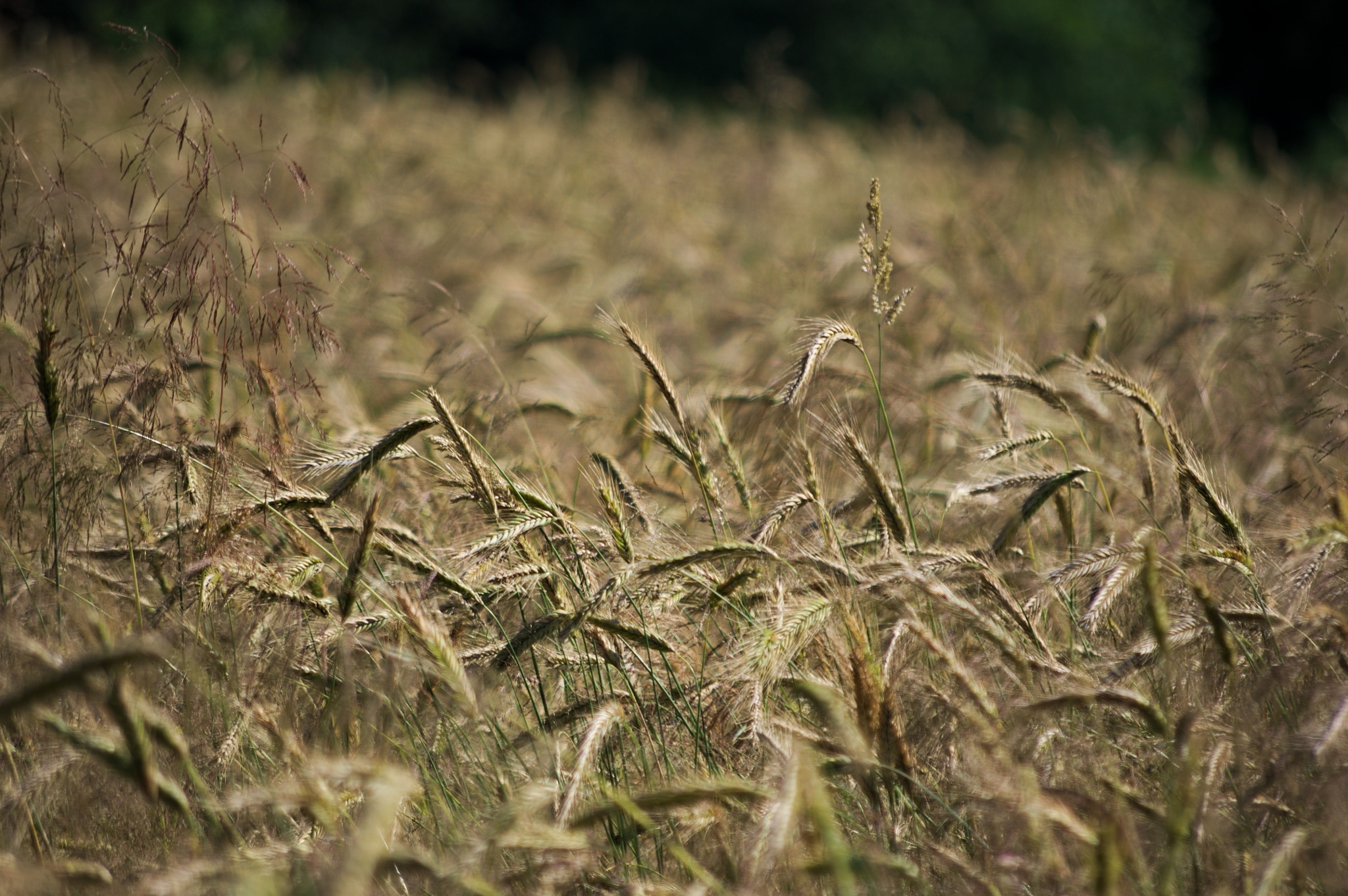 Samsung/Schneider D-XENON 50-200mm F4-5.6 sample photo. Field photography