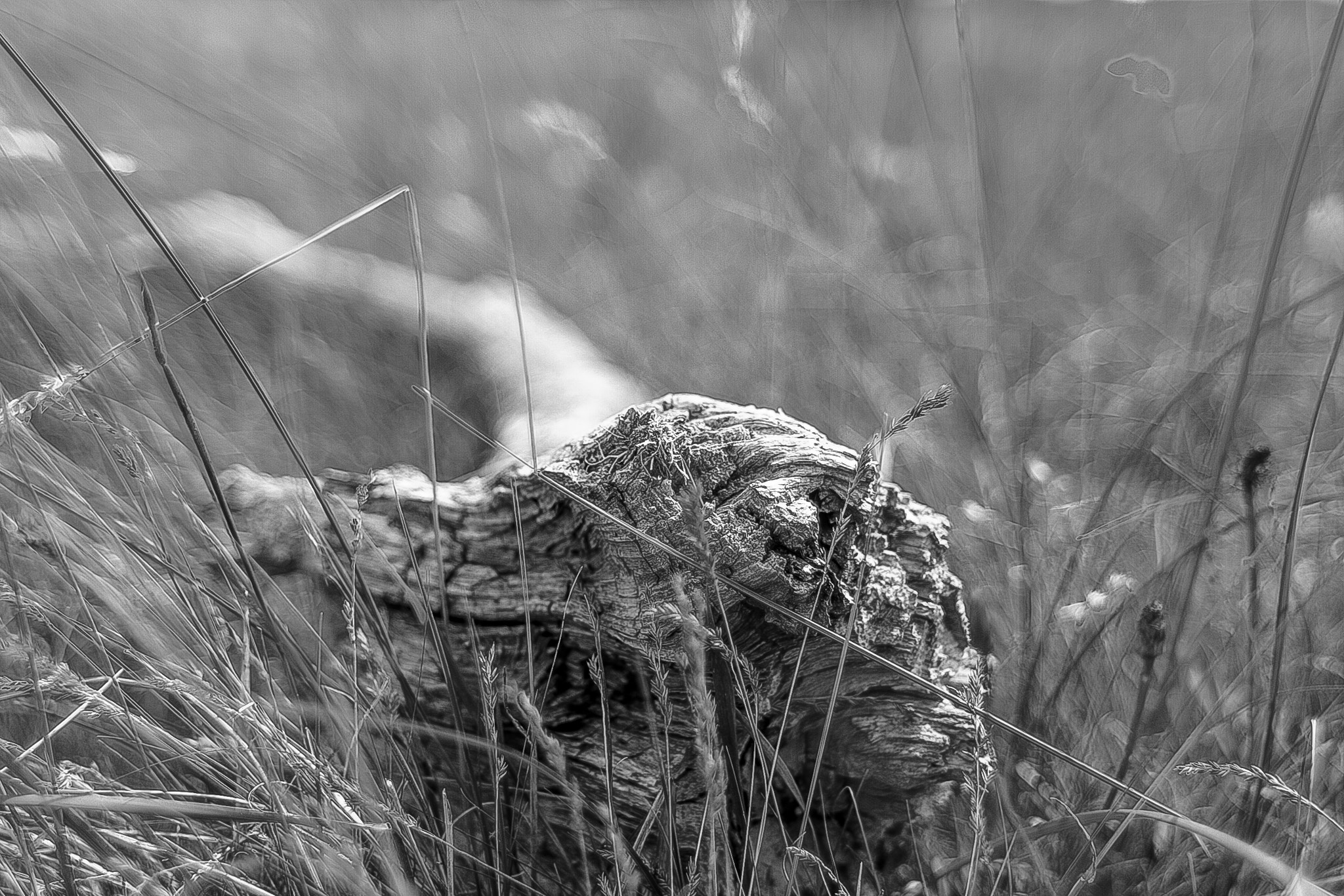 Canon EOS 7D + Canon EF 28mm F1.8 USM sample photo. Log photography