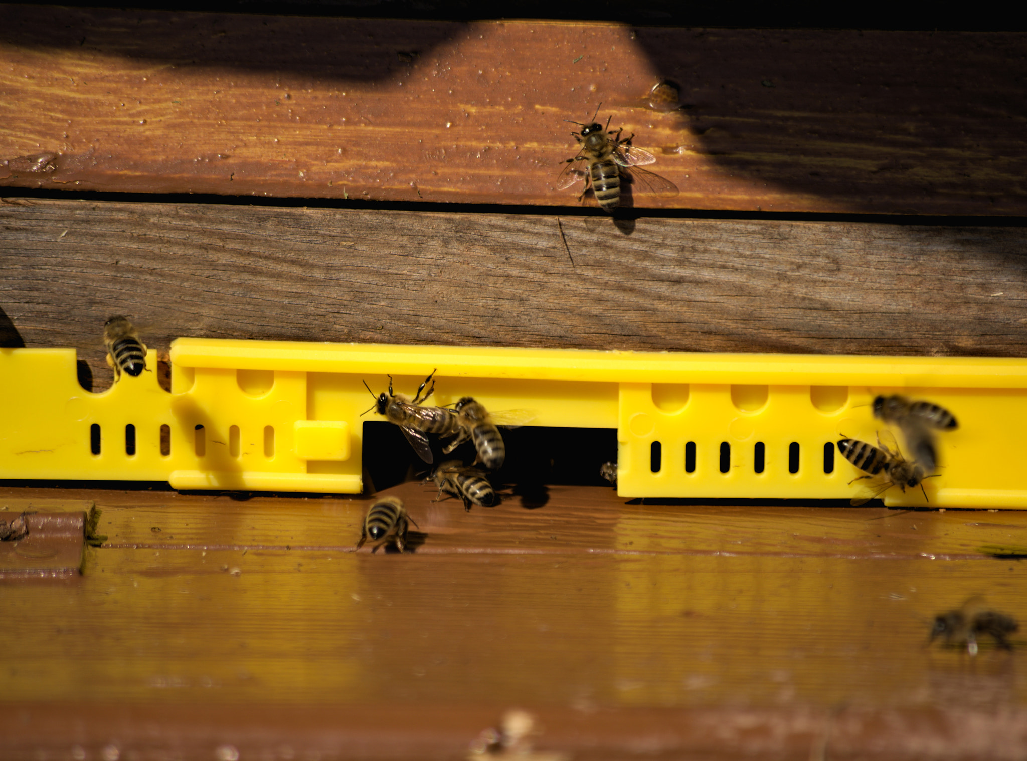 Samsung/Schneider D-XENON 50-200mm F4-5.6 sample photo. Bees photography