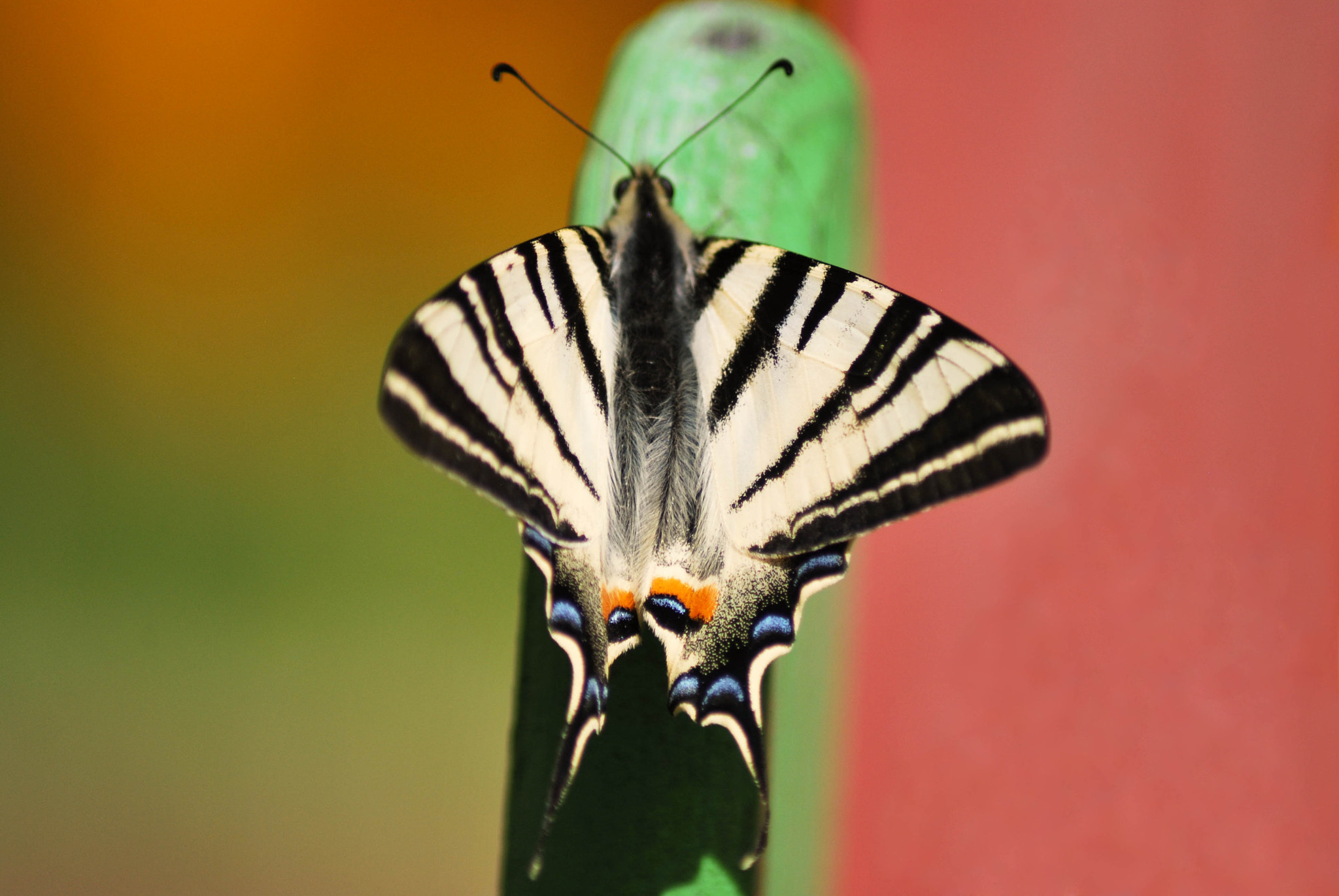 Nikon D60 sample photo. Butterfly photography