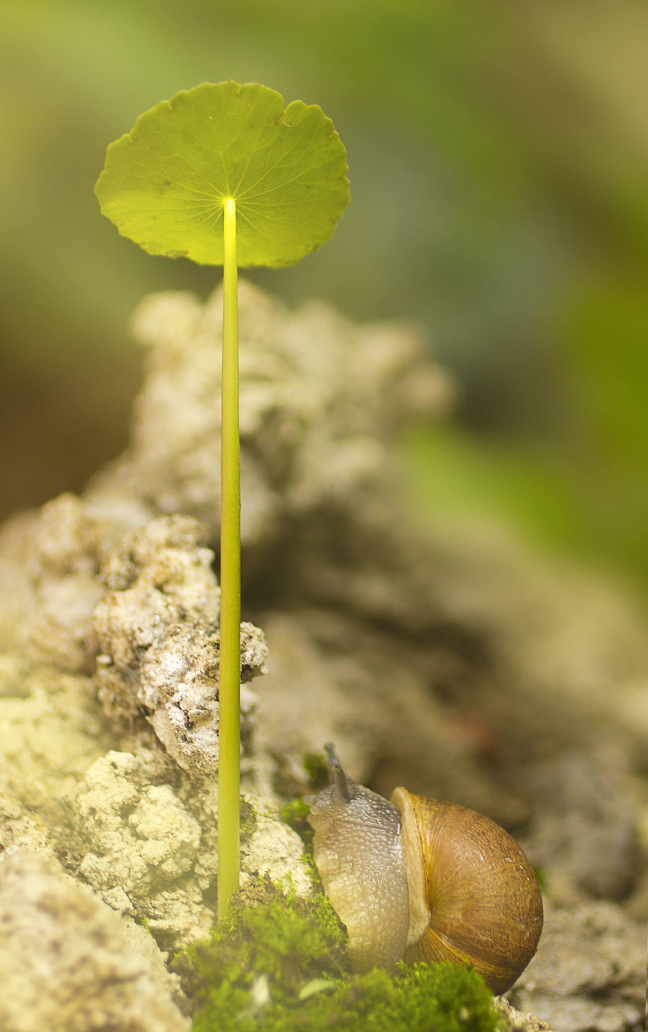 Canon EF 50mm F2.5 Macro sample photo. Ready for the pole photography