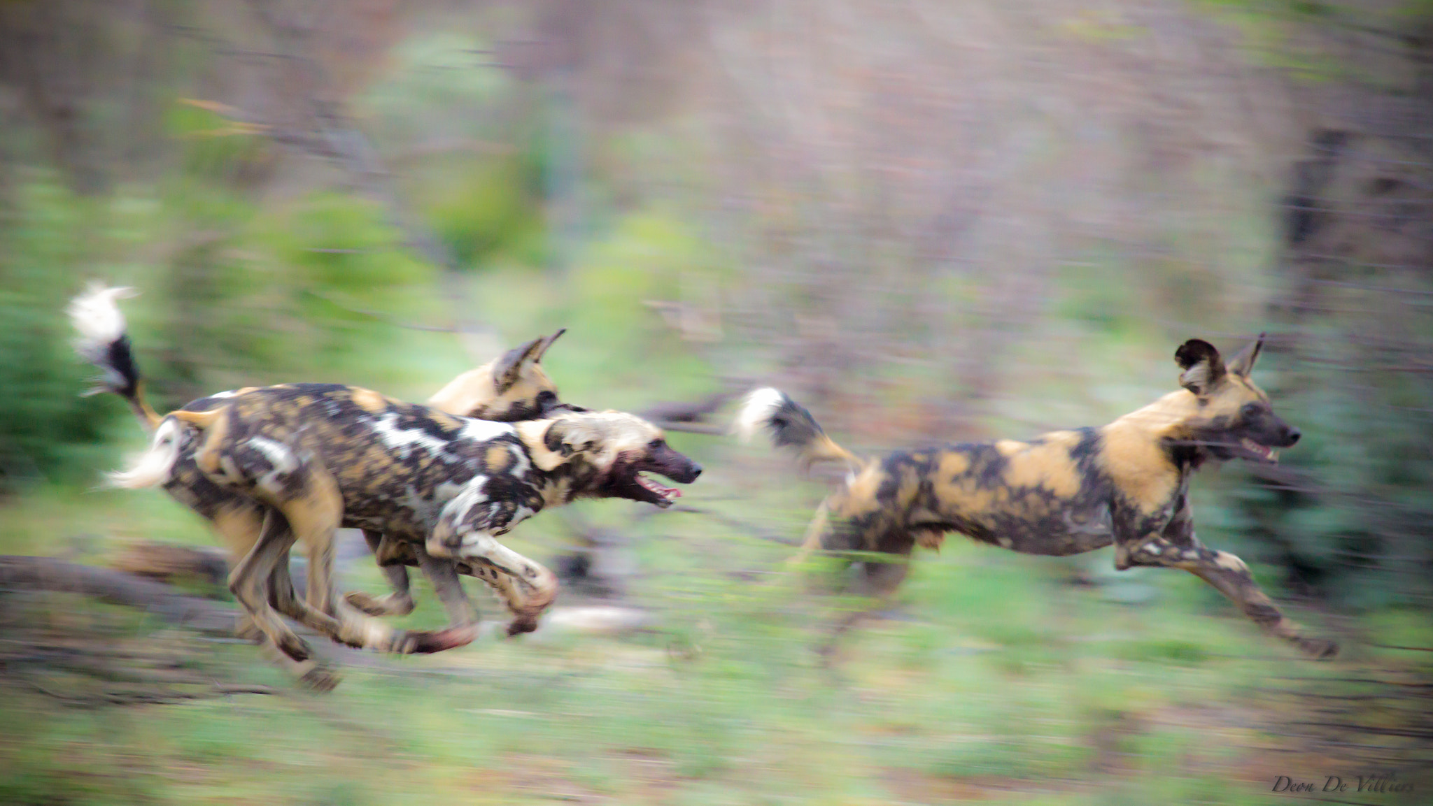 Canon EF 100-400mm F4.5-5.6L IS USM sample photo. Running wild photography