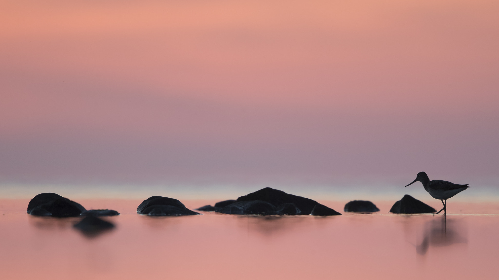 Canon EF 500mm F4L IS II USM sample photo. Greenshank in sunrise photography