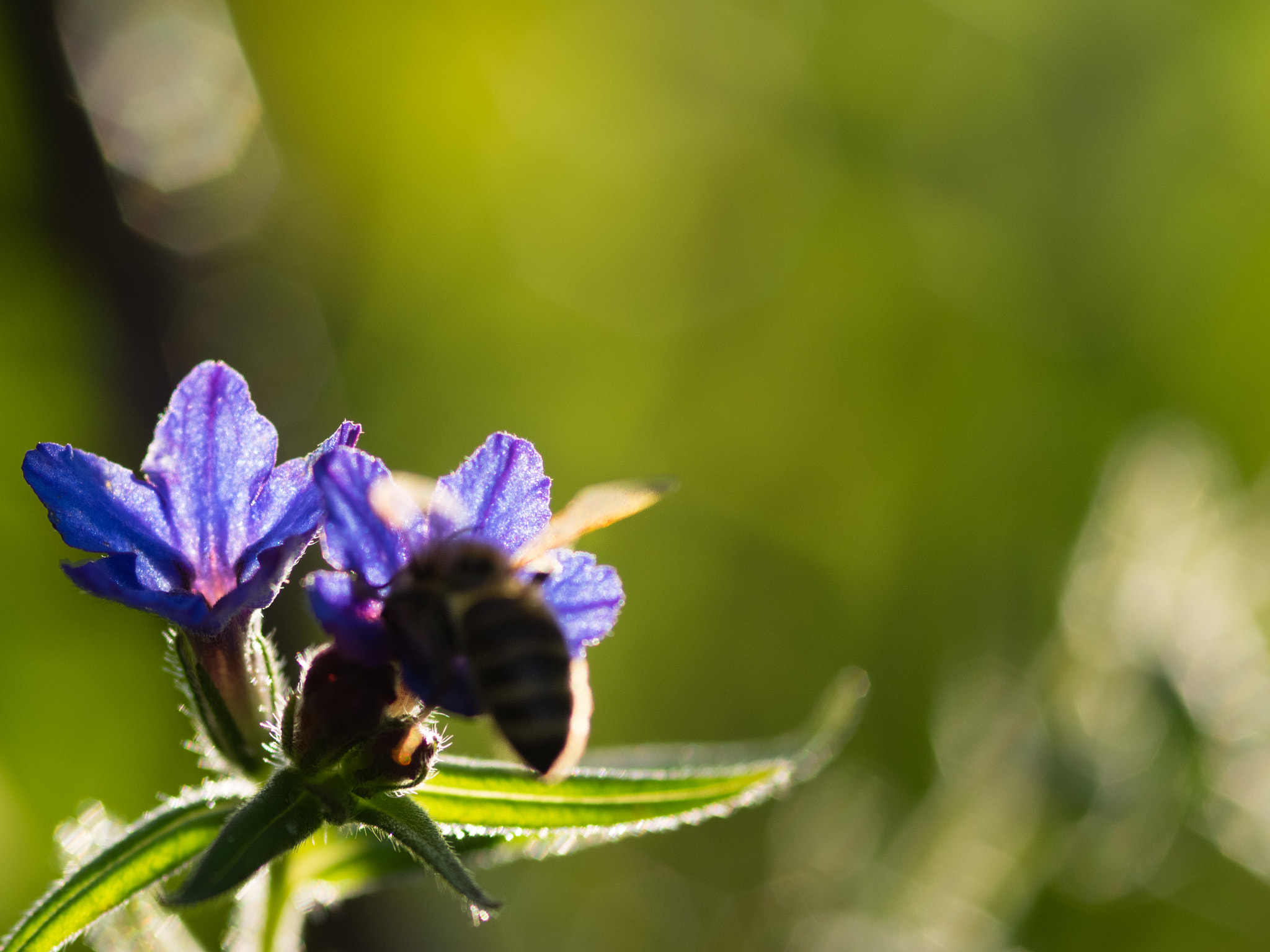 Sigma 105mm F2.8 EX DG Macro sample photo. Translucent blue 2 photography