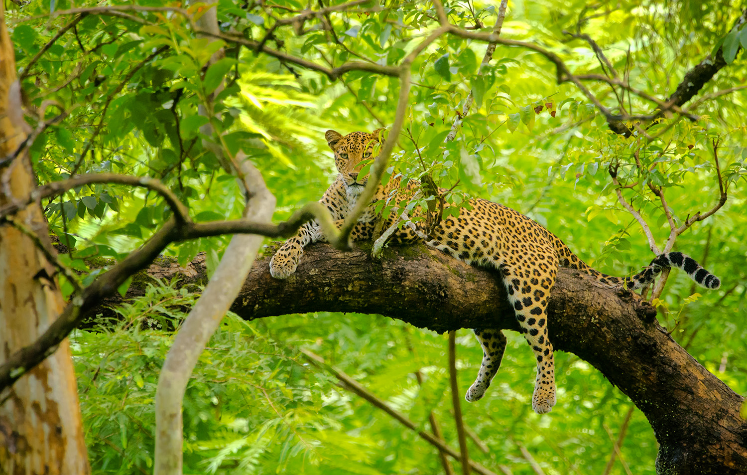 Nikon D7000 + Nikon AF-S Nikkor 500mm F4G ED VR sample photo. Monsoon magic... photography