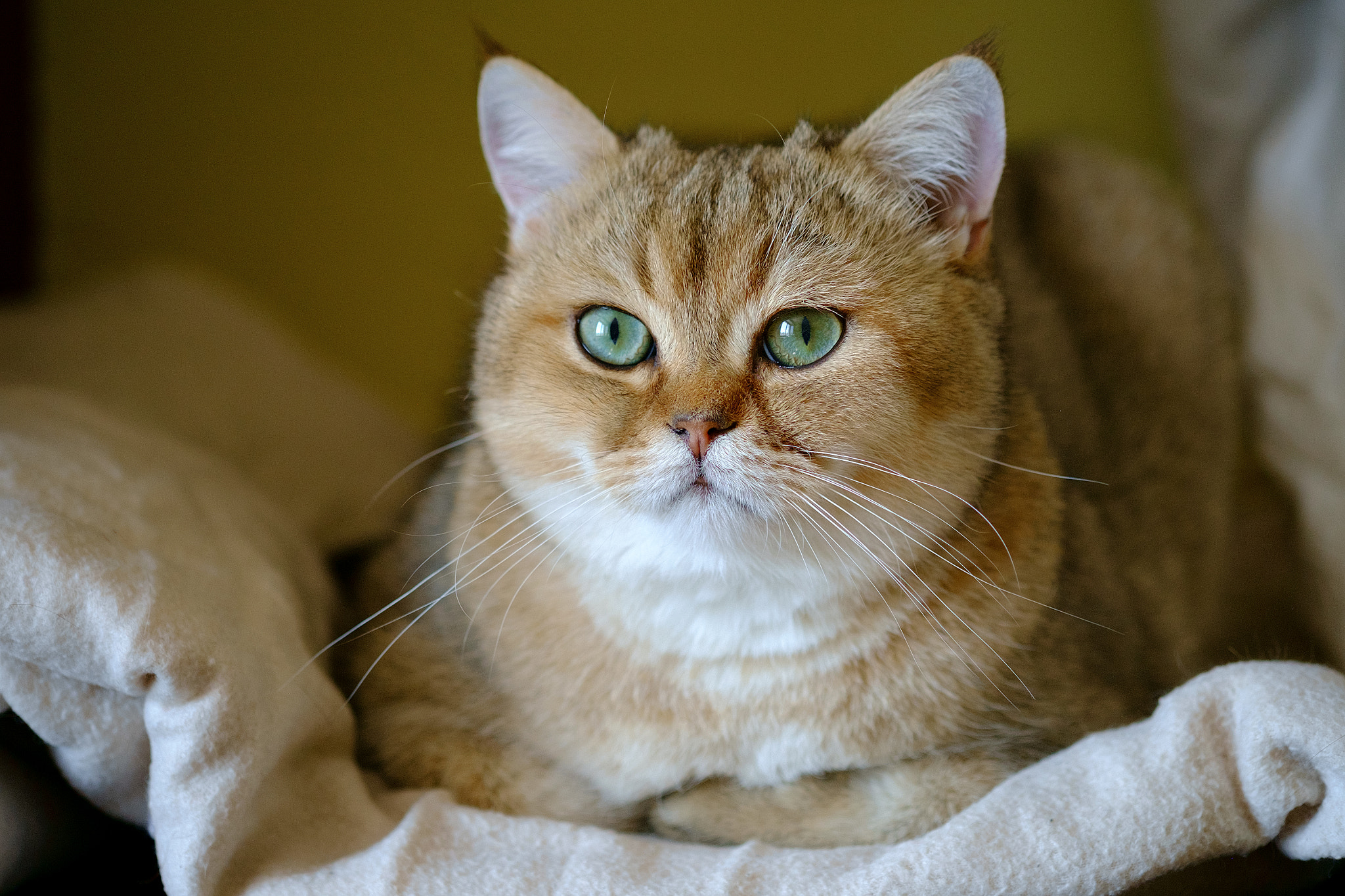 Fujifilm X-Pro1 + Fujifilm XF 60mm F2.4 R Macro sample photo. Pepper the cat photography