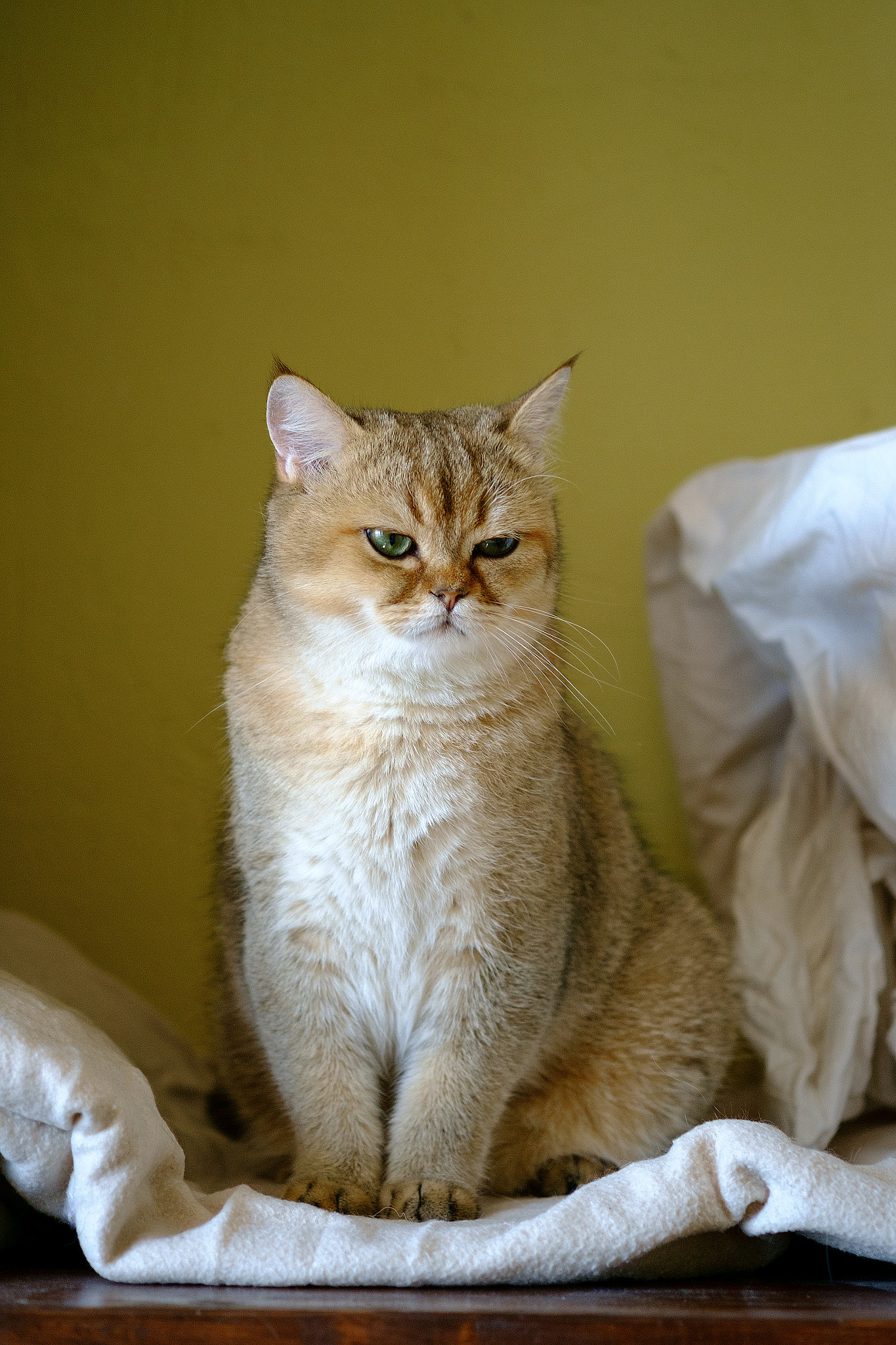 Fujifilm X-Pro1 + Fujifilm XF 60mm F2.4 R Macro sample photo. Pepper the cat photography
