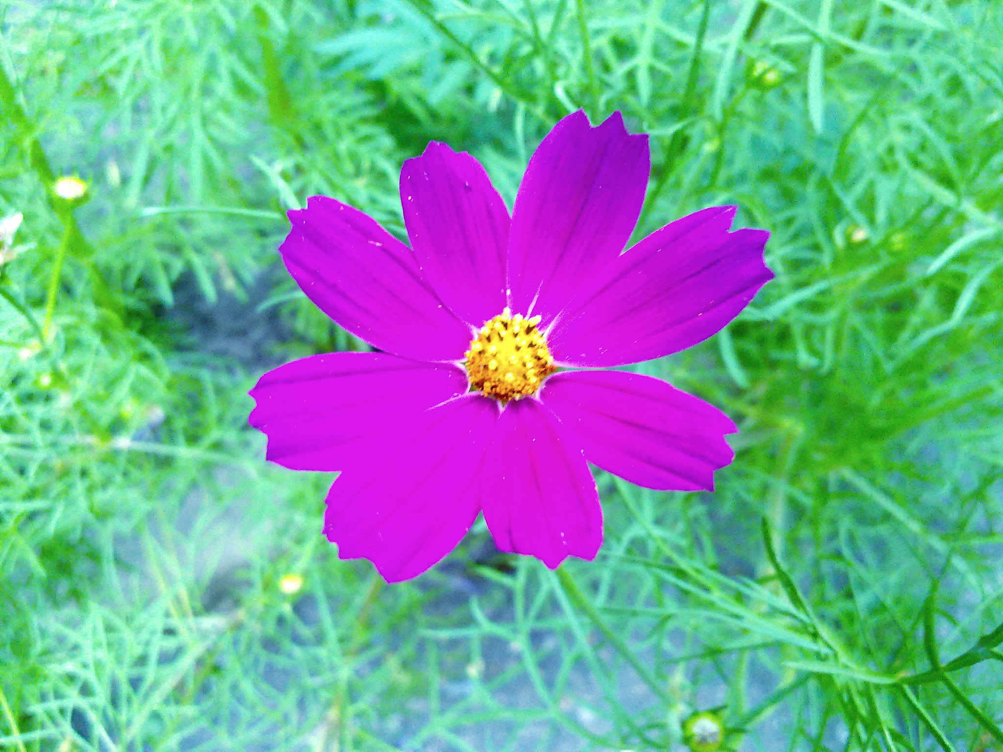 Nokia N97 sample photo. Violet flower photography