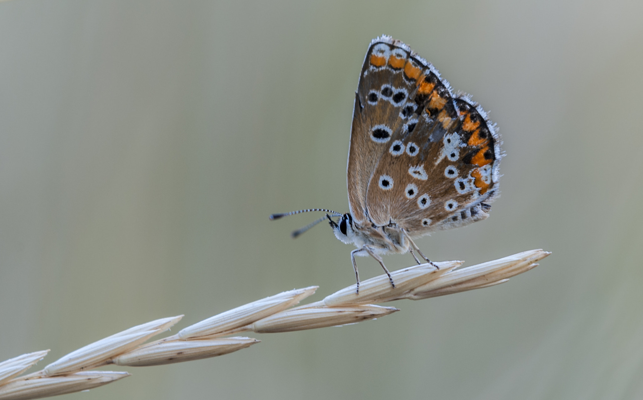 Sigma APO Macro 180mm F3.5 EX DG HSM sample photo. Mariposilla photography