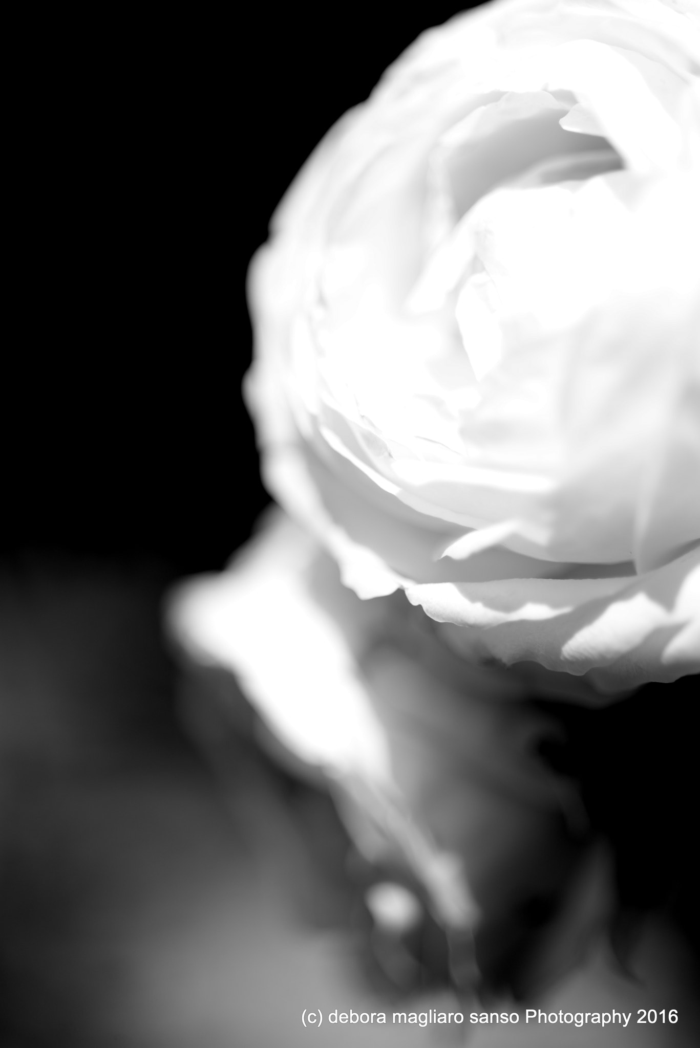Nikon D610 + Nikon AF Micro-Nikkor 60mm F2.8D sample photo. Natures dreams photography