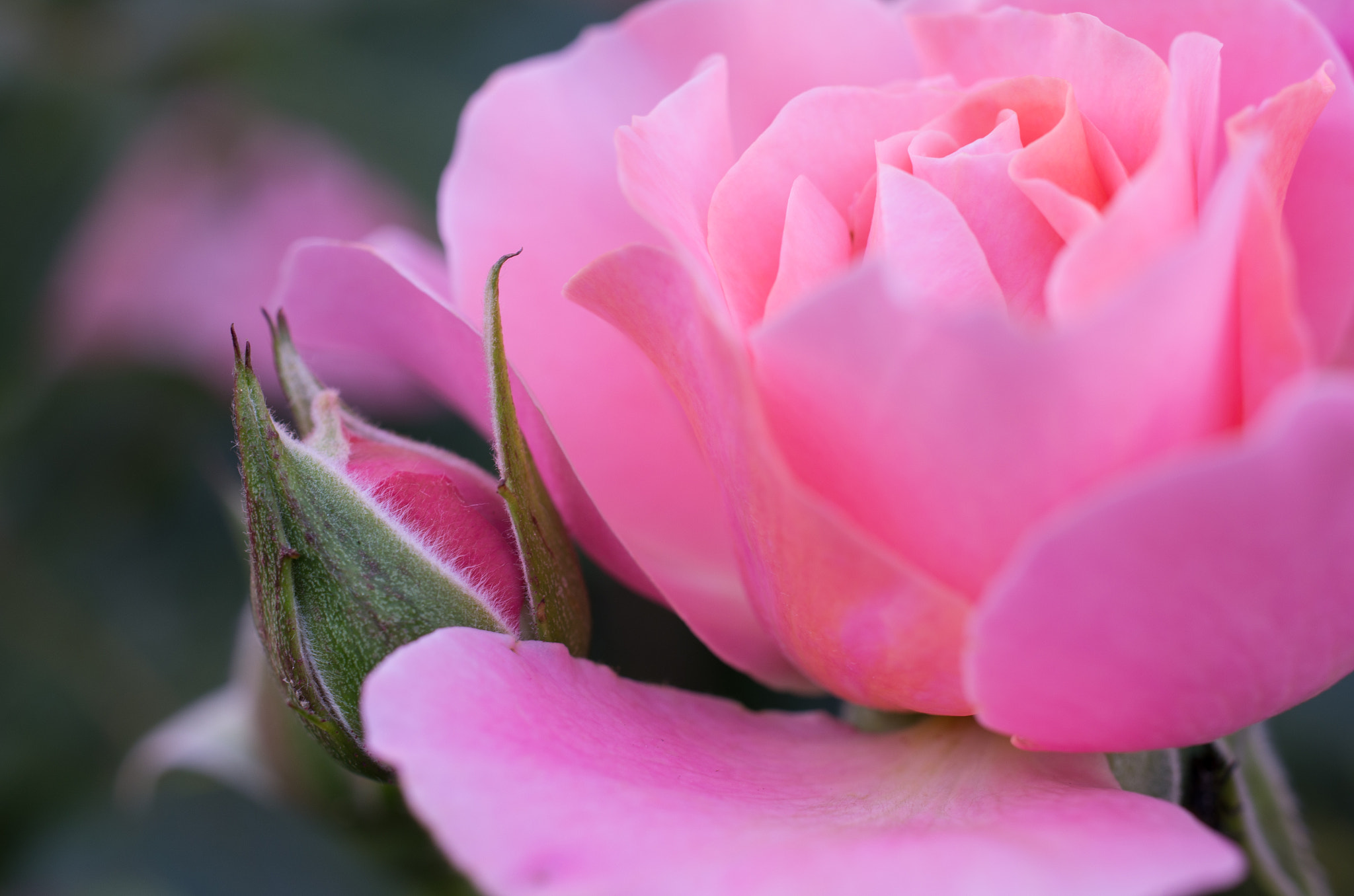 Pentax smc DA 35mm F2.8 Macro Limited sample photo. Rose photography